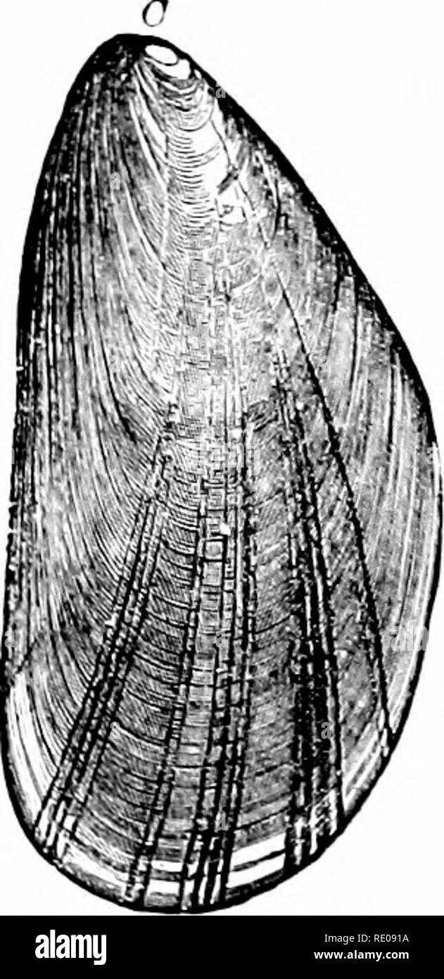 . Un manuel de zoologie. Zoologie. l^ ^ V/. Â ¢ ? ^^ ^ S ?-&gt ;--S .55 : ,-L J â ^ Fig. 357.-^Mudiuln plicctnla*, 4 ; F. J'l-ctei, irrndiiins* : C, ^fl/tilus edidis. Binney-Gould* (de). Veuillez noter que ces images sont extraites de la page numérisée des images qui peuvent avoir été retouchées numériquement pour plus de lisibilité - coloration et l'aspect de ces illustrations ne peut pas parfaitement ressembler à l'œuvre originale.. Hertwig, Richard, 1850-1937 ; Kingsley, J. S. (John Sterling), 1854-1929. New York, H. Holt and Company Banque D'Images