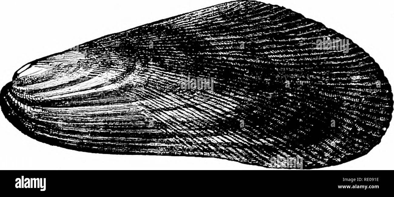 . Un manuel de zoologie. Zoologie. Fig. 'STj^.â Yoldia limatula.* (du Binney-Gould.). l^ ^ V/. Â ¢ ? ^^ ^ S ?-&gt ;--S .55 : ,-L J â ^ Fig. 357.-^Mudiuln plicctnla*, 4 ; F. J'l-ctei, irrndiiins* : C, ^fl/tilus edidis. Binney-Gould* (de). Veuillez noter que ces images sont extraites de la page numérisée des images qui peuvent avoir été retouchées numériquement pour plus de lisibilité - coloration et l'aspect de ces illustrations ne peut pas parfaitement ressembler à l'œuvre originale.. Hertwig, Richard, 1850-1937 ; Kingsley, J. S. (John Sterling), 1854-1929. New York, H. Holt and Company Banque D'Images