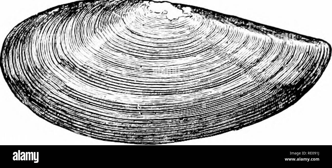 . Un manuel de zoologie. Zoologie. 3G6 MOLL USCA.. Fig. Tj.^ «- Yoldia limatula.* (du Binney-Gould.). Veuillez noter que ces images sont extraites de la page numérisée des images qui peuvent avoir été retouchées numériquement pour plus de lisibilité - coloration et l'aspect de ces illustrations ne peut pas parfaitement ressembler à l'œuvre originale.. Hertwig, Richard, 1850-1937 ; Kingsley, J. S. (John Sterling), 1854-1929. New York, H. Holt and Company Banque D'Images