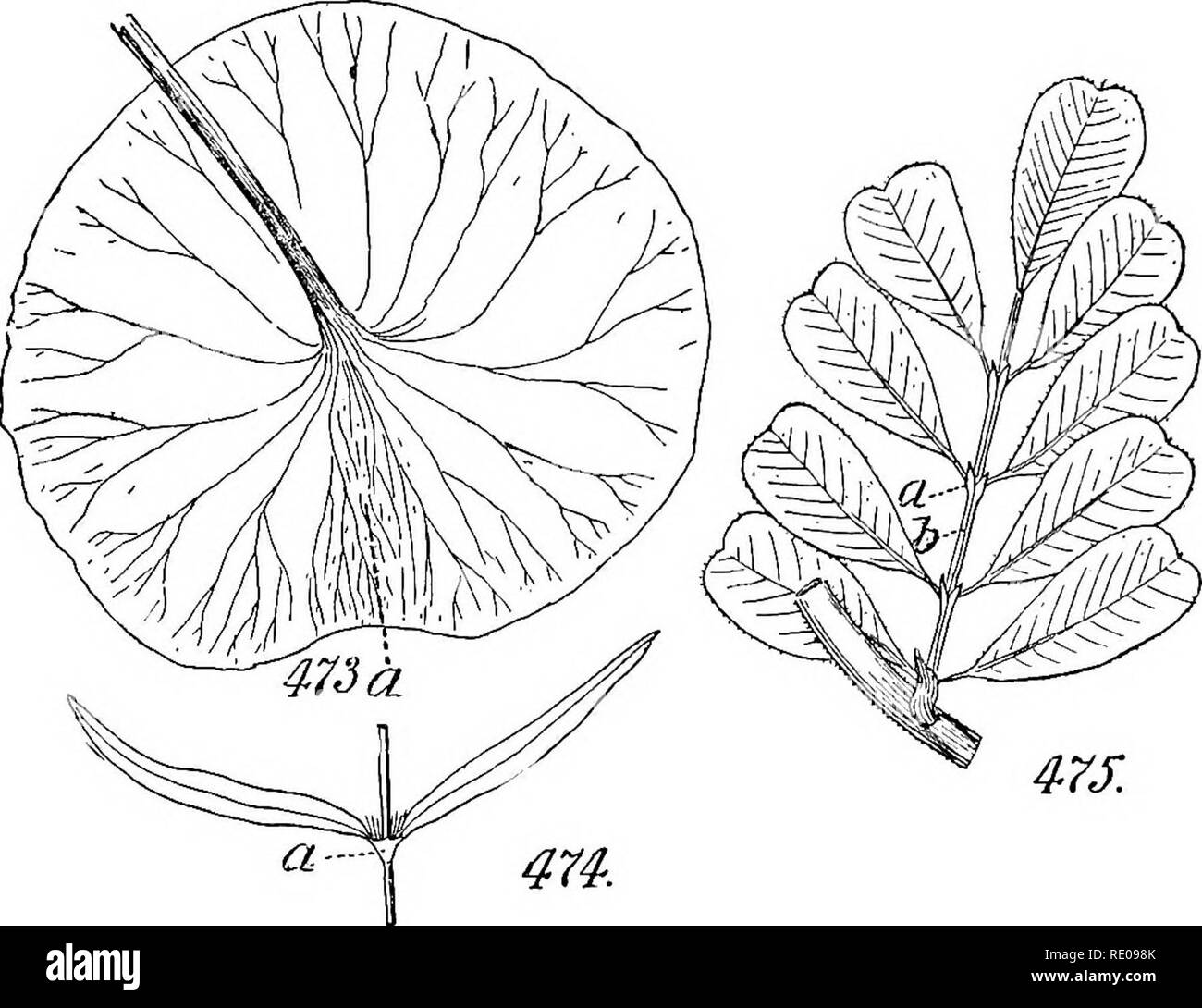 . Un manuel de botanique structurels ; un manuel introductif pour les étudiants de la science et de la pharmacie. La morphologie des plantes. 174 LA FEUILLE ici nécessitent une attention particulière. Quant à leur présence ou l'absence, les feuilles qui les possèdent sont appelés stipulent ; ceux qui ne le font pas, Exstipulate. Comme ils tombent souvent avec l'expansion de l'oeuf, il y a grand danger qu'une usine précise peut être confondu avec l'un qui n'est pas. Quant à leur durée, par rapport à la feuille-bouton et fleur, les termes ijaducous, à feuilles caduques, persistantes, et ainsi de suite, sont appliqués pour eux que pour les parties de l'perigone. Il a été démontré que le tw Banque D'Images