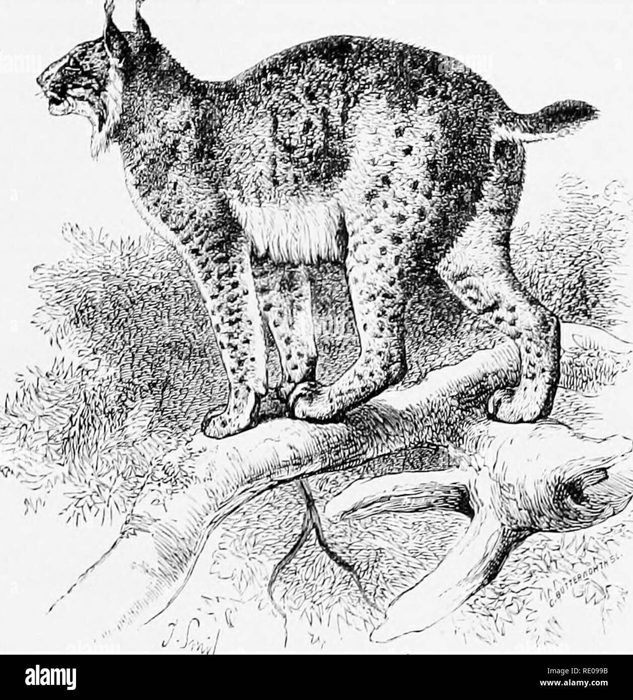 . Une introduction à l'étude des mammifères vivant et disparu. Les mammifères. Félidés^ 519 sont F. lynx, de la Scandinavie, la Russie, l'Asie du Nord, et jusqu'à dernièrement, les régions forestières de l'Europe centrale ; même si ce n'est pas un habitant de la Grande-Bretagne durant la période historique, ses restes ont été trouvés dans la grotte-dépôts d'âge pléistocène ; F. cervaria, Sibérie ; F. pardina, Turquie, Grèce, Sicile, Sardaigne, et l'Espagne ; et F. isahellina, Tibet. Les variétés américaines sont F. canadensis, la plus au nord de l'espèce, et F. rufa, l'American chat sauvage ou de la baie de Lynx, largement distribués de l'Atlantique au Pacifique e Banque D'Images