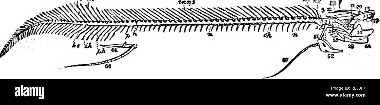 . Zoologie pour les lycées et collèges. Zoologie. Fig. Proiopterus ahnectene 395.-flsli, un poumon de l'Afrique. Une troisième dimension. natnial comme remarqué par Gunther, nous avons en Oeratodus une espèce qui a survécu depuis la période du Trias. Le poisson-pulmonaire se distinguent par deux poumons bien formé, et l'étroite bande-comme nageoires. Dans Lepidosiren paradoxa Fitzinger, il y a cinq gill-arches, avec quatre fentes, et le corps est relativement plus long, plus comme une anguille, avec un museau blunter que dans Protopterus. Elle pousse jusqu'à un mètre de longueur, et. Fig. 396.-squelette d'Prolapterus protocercal annectens, montrant la queue Banque D'Images