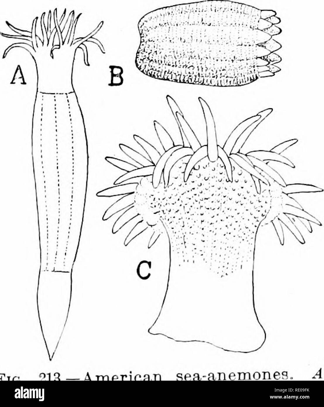 . Un manuel de zoologie. Zoologie. ///.  : ASTIIOZOA nEXACORALLA. 259 dans le Alcyoniid.e {Ah-yoniuui AntTiomastus*), un squelette axial fait défaut, mais la chair contient de nombreuses particules de calcaire, le scleroder- mites. La mer des stylos, Pennatulid*, ont la partie basale enfouie dans la boue, le reste, étendus comme un disque ou une plume, porte les polypes. Un squelette axial se produit habituellement dans le pédoncule. Pennahda* des eaux plus froides ; Ren ilia,* mers plus chaudes. Le Gorgoniid.e (gorgones, fouets de mer) ont un axe de plus de fermeté, ce qui peut être calcaire, et la colonie peut s'anastomosent et les branches de la direction générale. Ici bel Banque D'Images