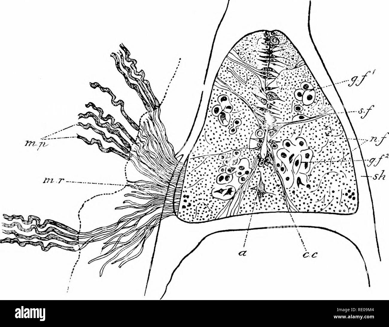 . L'amphioxus et l'ascendance de la vertébrés. L'amphioxus ; seringues de mer ; Hémichordés. AL'INTERA ANATOMIE. 87 d'entre eux s'exécute sous la surface extérieure de la capuchon oral et, par l'occurrence d'anastomoses fréquentes, forme un réseau grossier connu sous le nom de plexus externe, alors que le second se trouve sous la surface intérieure du capuchon oral et donne lieu à l'intérieur du plexus. Ce dernier a été découvert par FuSARi en 1889. Les deux sont distinctes des plexus. Fig. 43.-section transversale par la moelle épinière dans la région moyenne du corps. (Après l'ROHUE.) a. Fibre géante partant du ganglion géant-c Banque D'Images