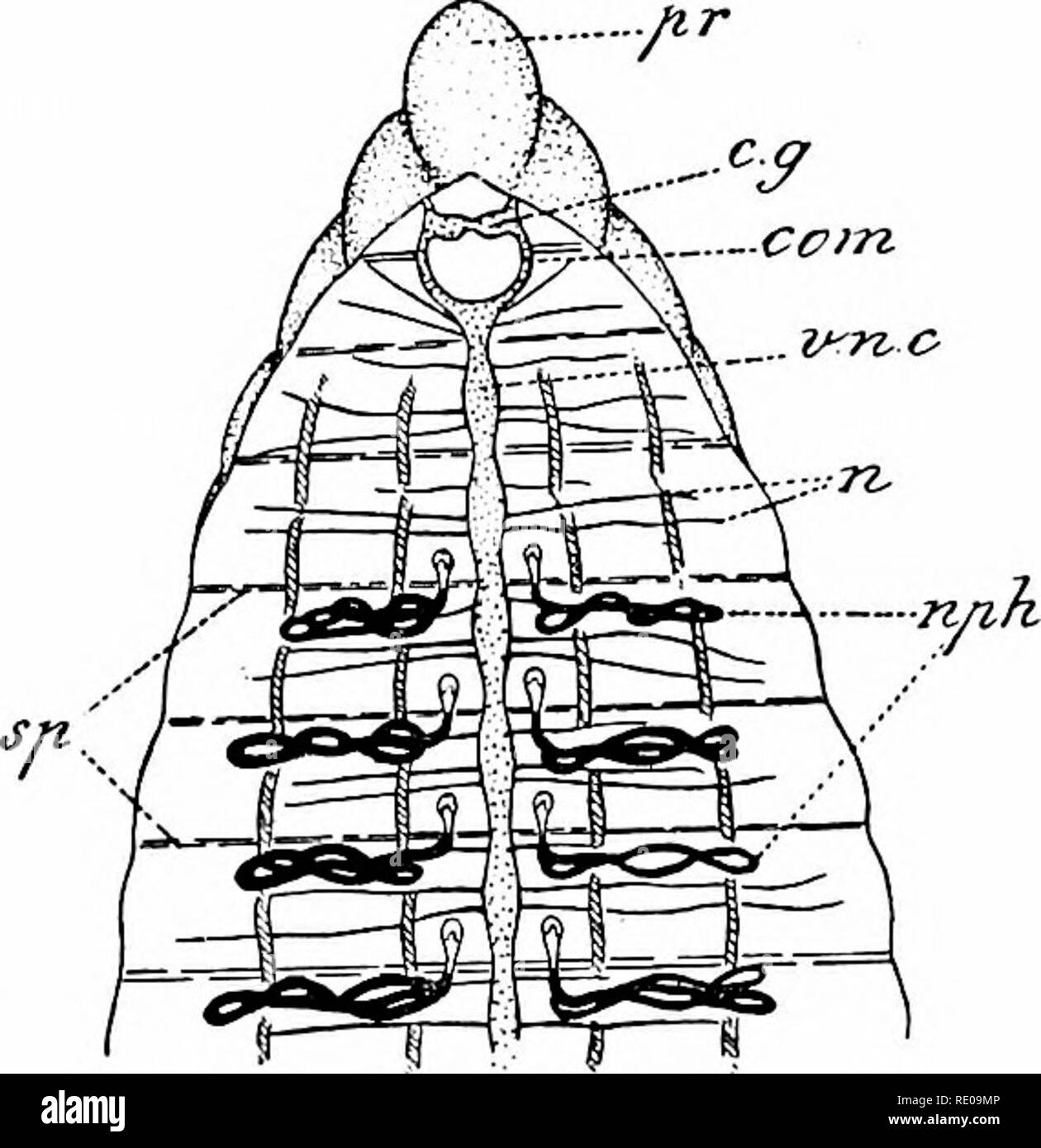 . L'amphioxus et l'ascendance de la vertébrés. L'amphioxus ; seringues de mer ; Hémichordés. Anatomie interne. 79 certaines ressemblances à celle de l'amphioxus, en ce qu'il se produit sous la forme de segments distincts dans les tubules, ou néphridies, chacune possédant une ouverture en forme d'entonnoir dans la cavité du corps, et une ouverture sur l'extérieur à la surface du corps. C'était, en fait, la reconnaissance, il y a une vingtaine d'années, et semper par Balfour, de la ressemblance entre l'arrangement de la dia- nephri des annélides et l'ori- gin segmentaire du rein de l'Craniota qu'est surtout instrumenta Banque D'Images