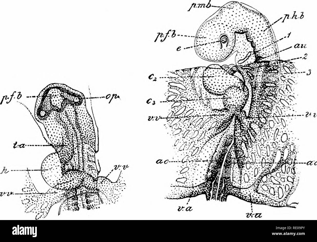 . L'amphioxus et l'ascendance de la vertébrés. L'amphioxus ; seringues de mer ; Hémichordés. 52 ANATOMIE DE L'amphioxus. le développement embryonnaire, ce simple coeur tubulaire élargit, acquiert une série de contraintes, et subit une flexion remarquable appelé le sigmoïde colique gauche. Deux étapes dans la formation de la flexure sigmoïde du cœur du poussin-embryon sont indiquées à la fig. 23 et 24. À un stade plus précoce qu'^yphl. Fig. 23 et 24. - Des portions de antérieure cliick-embryons de la 3ième et la 48e heure d'incubation, vu du dessous, pour illustrer la formation de coeur. (Après Duva Banque D'Images