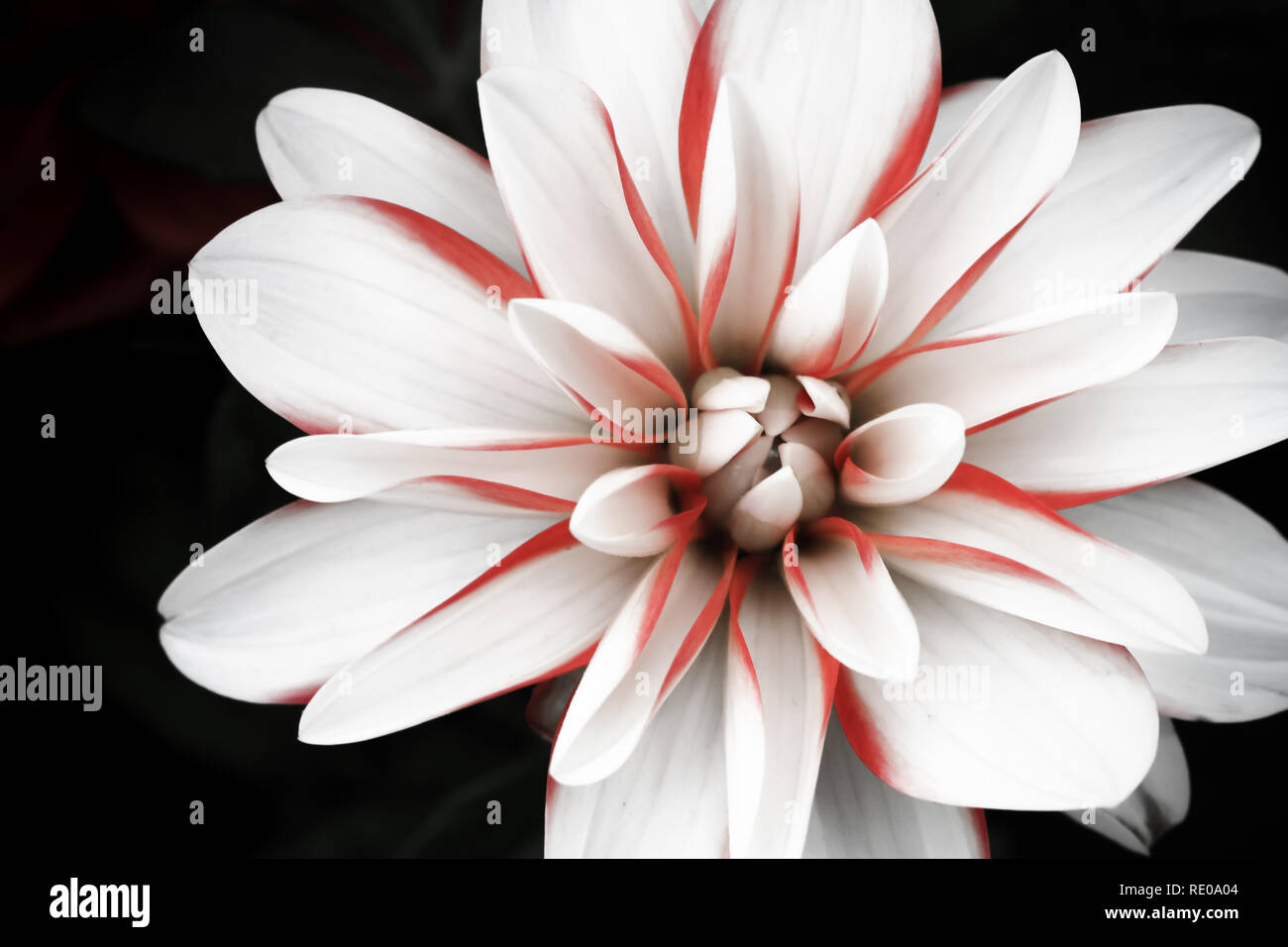 Détails de blanc, rose et rouge fleur dahlia photographie macro close up isolé sur fond noir foncé. Banque D'Images