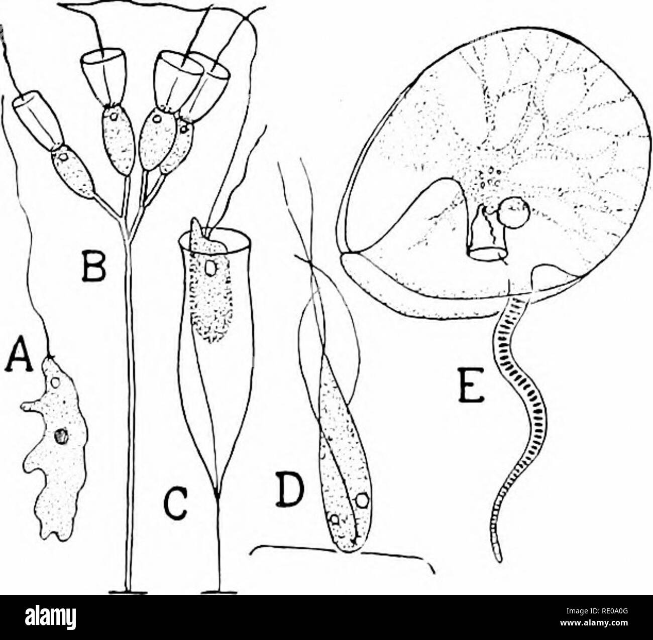 . Un manuel de zoologie. Zoologie. //. FLAGELLATA : AUIOFLAGELLATA. 201 s'asseoir en petits groupes. Il y a de grandes différences dans l'alimentation et dans les organes qui s'y rapporte. De nombreux animaux, comme l'alimentation fournie avec l'Rhizopoda pseudopodes comme ou avec un mois comme l'Infusoria. Dans le Choanoflagellata il y a une structure intéressante, le col. Il s'agit d'un processus d'entonnoir du protoplasme corps sur lequel les particules étrangères sont jetées par le flagelle au centre (fig. 136) et de là, sont transmis à l'intérieur. (D'après de récentes recherches sur le collier est composé d'une membrane plasmatique Banque D'Images