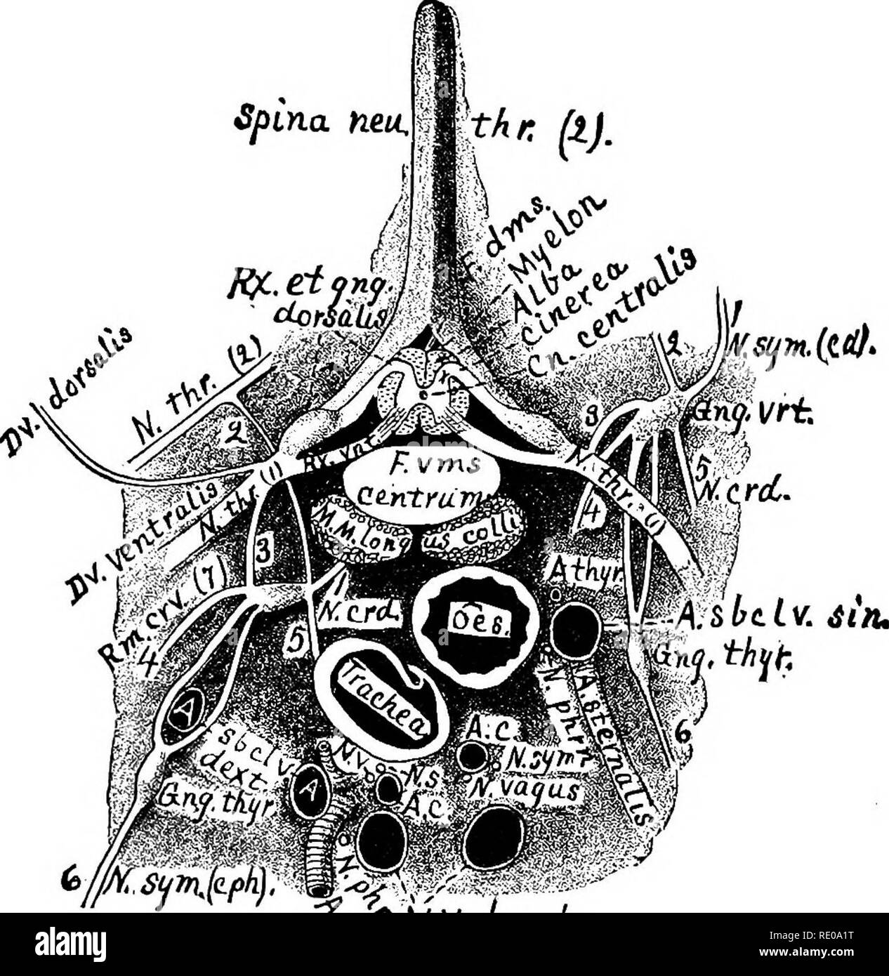 . La technologie appliquée à l'anatomie le chat domestique ; une introduction à usage humain et vétérinaire, et l'anatomie comparée. La dissection ; chats ; les mammifères. TRANSECTION DU TBE, THORAX. 397 Gng. thyr. thyroideum-ganglionnaires, l'tliyroid ou du ganglion cervical moyen sympathique (Fig. 107, 108, article 1043). Gng. vrt., le ganglion vertebrale-vertébrales ou ganglion cervical inférieur de tho sympathique (Fig. 107, 108, article 1043). L'myelon Myelon-ou de la moelle épinière est la partie du système nerveux central situé dans le canal neural (Fig. 104, § 479). MM. Ig. colli-Le longus colli muscles. N. thr. (Tsi)-Le premier Banque D'Images
