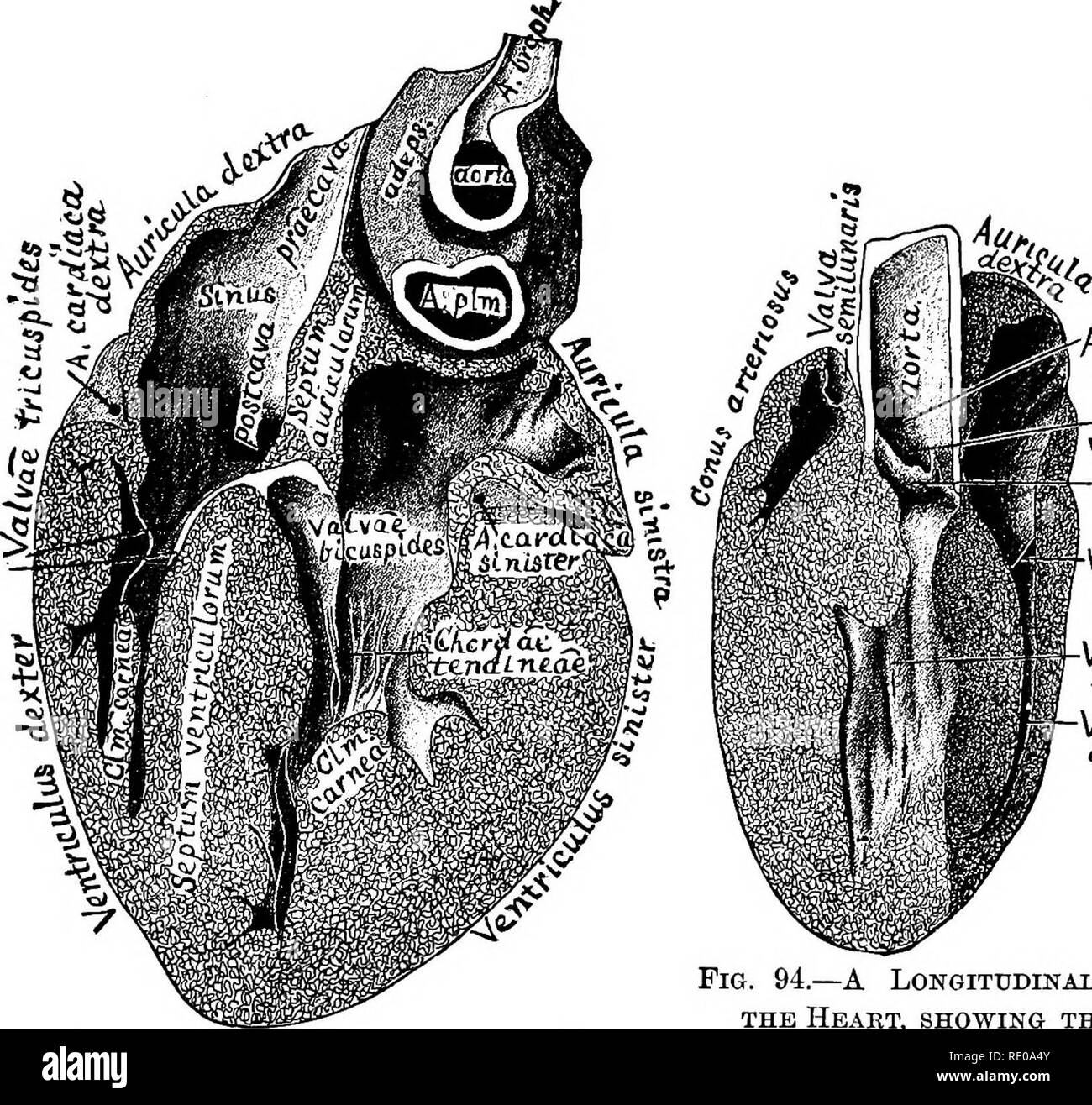 . La technologie appliquée à l'anatomie le chat domestique ; une introduction à usage humain et vétérinaire, et l'anatomie comparée. La dissection ; chats ; les mammifères. Les sections longitudinales DU COEUR. 333 carnese et certains autres de légères irrégularités, mais pas les réticulations qui existent dans le ventricule droit. L'aorte jaillit de la base du ventricule près du septum.. A.cardiaca dejctra Vaiso Sinus.LiSe. Vaiva sem I (u Mart est tnciispis VenincuLtis MzntrituLus Valva sinistre dexter Fia. 93.-l'Doesal Partie op le Cœur, VU PKOM VeNTEAL ; L'ASPECT X 1.5. Fig. 94.-Un Segment longitudinal de l'Hea Banque D'Images
