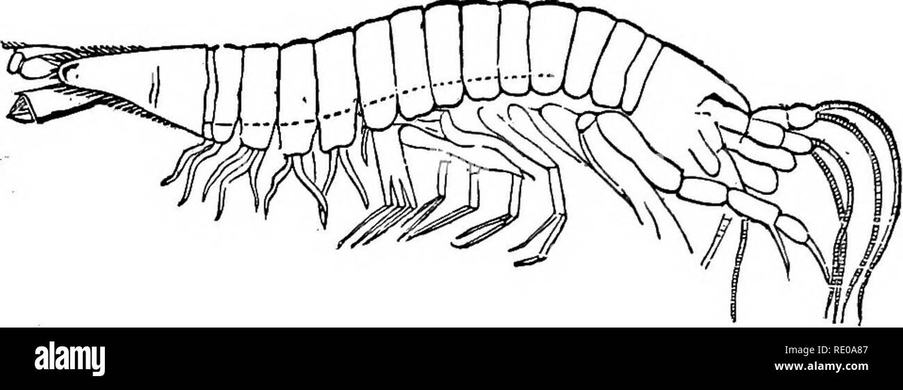 . Zoologie pour les lycées et collèges. Zoologie. Zoologie 286. et l'Europe, que nous avons appelé Syncarida, et qui ont des antennes et des queues semblables des crevettes, mais le corps. Cochon. Zi9.-GAMP8(myx JlmbHatus meaenres charbon européen ot, Hi tunes natnral tize. et les membres, comme les amphipodes. Dans les isopodes le corps est plat- tened et la tête plutôt large. Fig. 251 est une vue dorsale d'Serolis gau- dichaudi et Audouin Edwards, avec les deux paires d'antennes et a fait d'autre de chaque segment thoracique, disséqués pour montrer le système nerveux, les deux paires de nerfs antennaires ; les nerfs optiques (op) envoyé à l'compou Banque D'Images