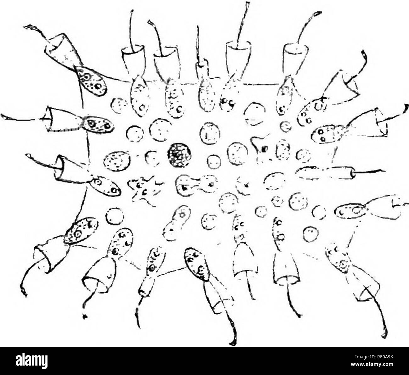 . Physiologie générale ; un aperçu de la science de la vie. Le mécanisme de la vie cellulaire animale et végétale-communauté. Ce principe est ici réalisé le plus complètement et dans les moindres détails, et finalement conduit à la construction d'un organisme aussi complexe que la cellule- Communauté de l'organisme humain. Tout le développement de l'organisme des animaux plus complexes avec toutes ses différenciations repose uniquement sur le principe que le plus à l'augmentation de cellules produit sur la simple base de la mécanique des positions relatives des cellules et des groupes de cellules résultant de la poursuite de di^dsion du vo Banque D'Images