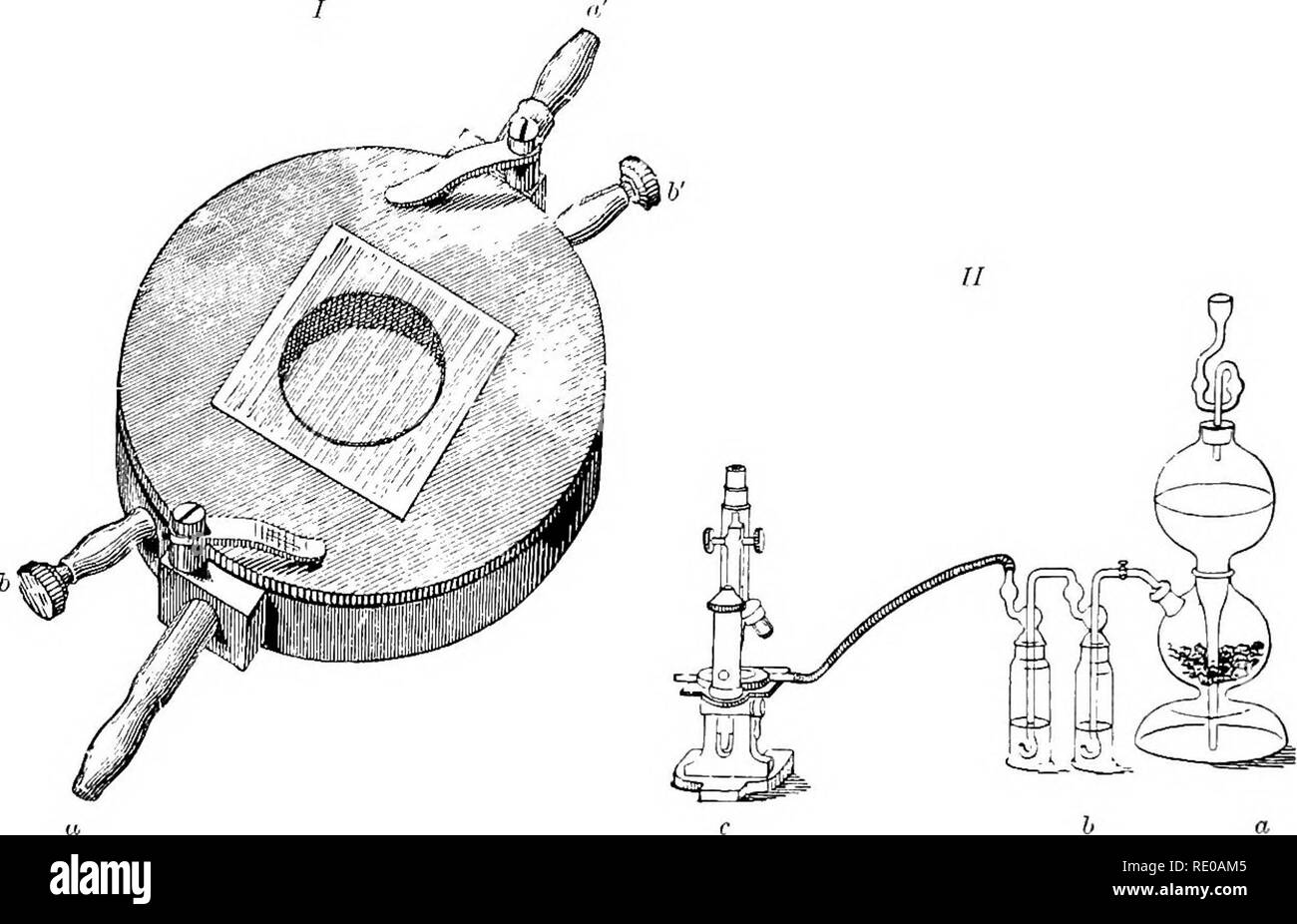 . Physiologie générale ; un aperçu de la science de la vie. 520 Intégration de la physiologie générale. Si l'hydrogène alors très rapidement être déplacées par l'air frais, il est souvent possible de prévenir la désintégration complète, qui autrement apparaît toujours après un court laps de temps. Il suit de là que dans les masses protoplasmiques nucléées, les processus d'oxydation se dérouler que dans les cellules nucléées masses et pas blessé. La respiration, par conséquent, est dans une certaine mesure indépendante de l'influence du noyau. C'est complètement confirmé par les expériences de Demoor ('95), qui a mis les cellules de Spirogyra dans Banque D'Images