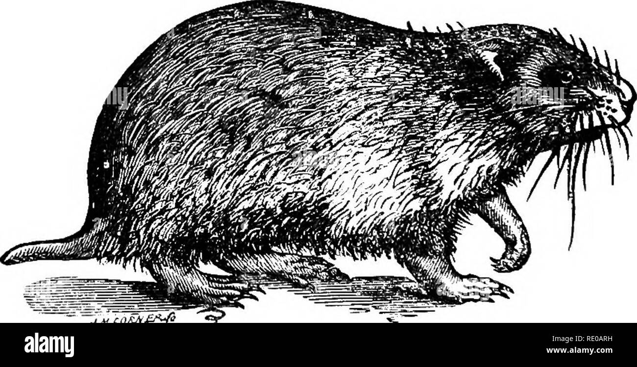 . Text-book de zoologie pour les écoles et collèges. Zoologie. Fig. 155.-a, le crâne du castor (après Owen) ; B, DiaOTfan d'une des incisives d'un Bodent, montrant le point en forme de ciseau, un émail ; d douce substance-dent (dentine). incisives sur la mâchoire supérieure (parfois quatre), mais il n'y a jamais plus de deux à la mâchoire inférieure. Les molaires sont peu nombreuses (rarement plus de quatre de chaque côté de chaque mâchoire). Les pieds sont généralement meublés avec cinq orteils chacun. Le point le plus caractéristique sur les rongeurs se trouve dans la structure des incisives, qui sont adaptés pour continuou Banque D'Images