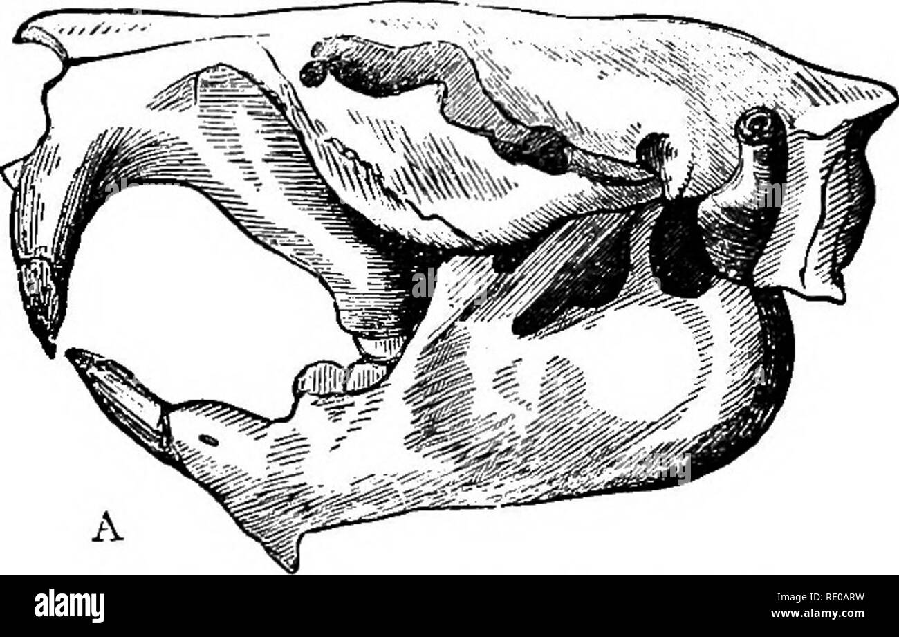 . Text-book de zoologie pour les écoles et collèges. Zoologie. 310 ANIMAUX VERTÉBRÉS. a un certain nombre de petits animaux, caractérisé par l'absence de canines, et la possession de deux longues incisives de courbes dans les deux mâchoires, qui sont séparés par un large intervalle dans les molaires (Fig. 155). Il y a rarement plus de deux. Fig. 155.-a, le crâne du castor (après Owen) ; B, DiaOTfan d'une des incisives d'un Bodent, montrant le point en forme de ciseau, un émail ; d douce substance-dent (dentine). incisives sur la mâchoire supérieure (parfois quatre), mais il n'y a jamais plus de deux à la mâchoire inférieure. L Banque D'Images