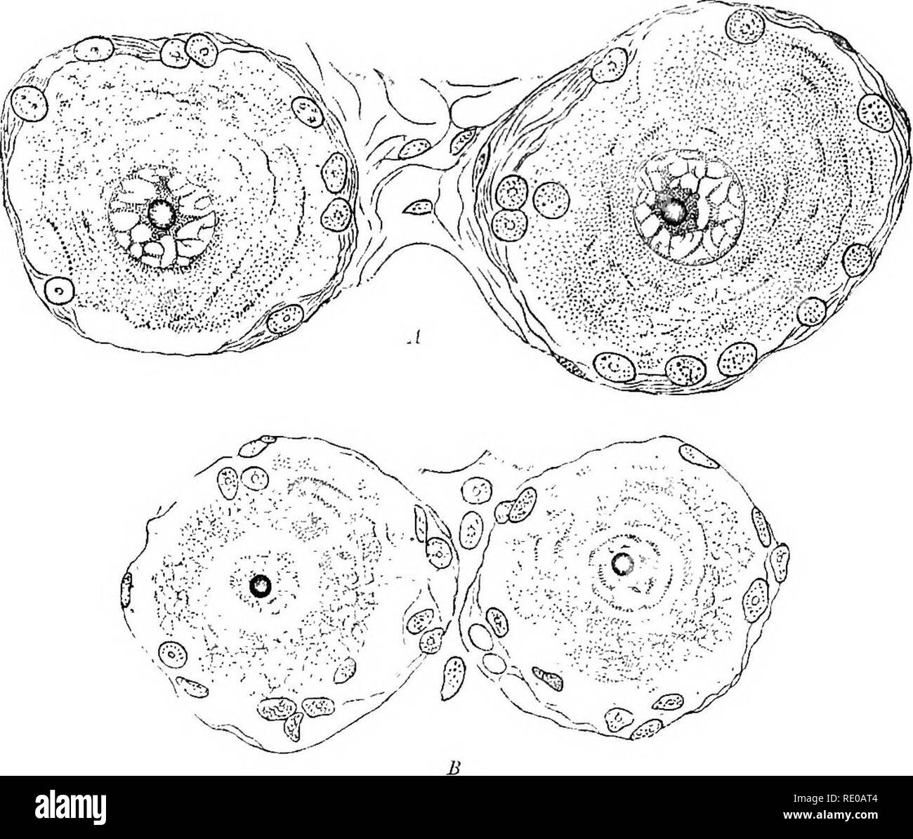 Physiologie Generale Un Apercu De La Science De La Vie Des Stimuli Et Leurs Actions 465 L Effort De La Journee Ils Ont Un Contour En Retrait Fig 241 De