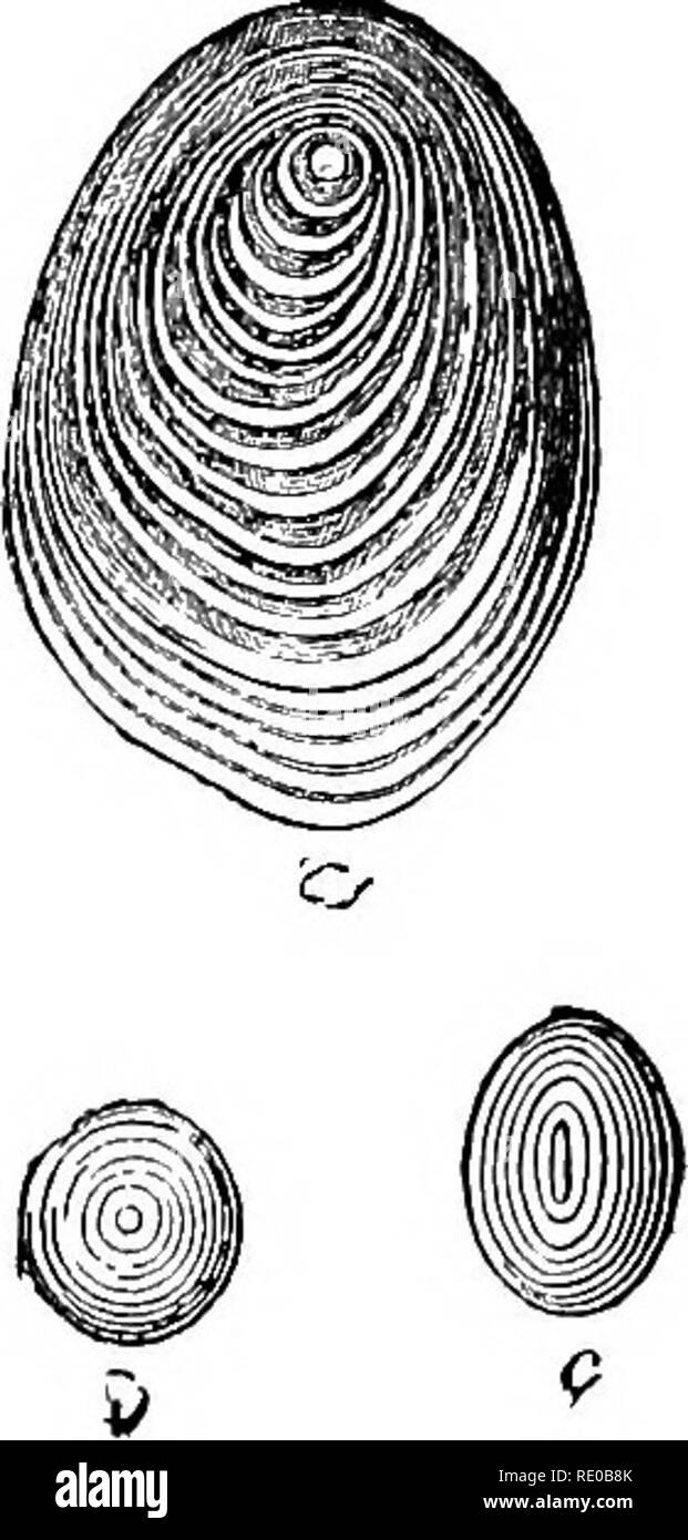 . Physiologie générale ; un aperçu de la science de la vie. SUBSTANCE VIVANTE 113 pas du tout ; ce dernier, cependant, devient bleue en présence de l'iode et l'acide sulfurique. En plus des combinaisons de glucides, de glucides existent en substance vivante-p. ex., combinaisons avec proteids, comme un exemple de mucine qui a déjà été mentionnée. Les plus importants produits de décomposition-hydrates de carbone ont également été mentionnés, tels que l'acide lactique, l'acide butyrique, l'acide carbonique, etc., qui sont tous rencontré en substance vivante.. c. De même, les Graisses Les graisses n'appartiennent pas à l' Banque D'Images