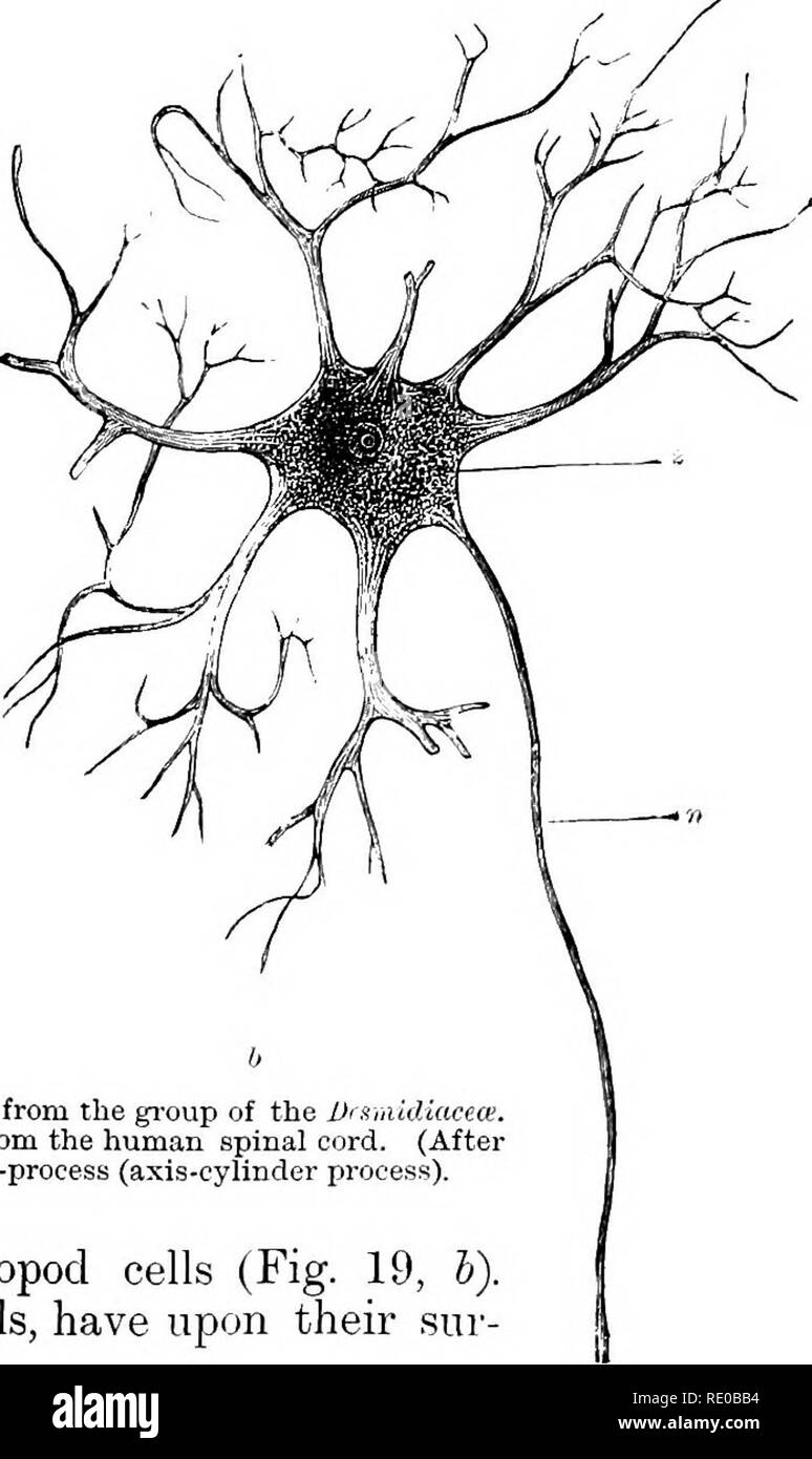 . Physiologie générale ; un aperçu de la science de la vie. Fig. 19.-ft, Euastmiii, une algue unicellulaire du groupe de l'Vrayaidictceai. (Après) 6. Haeckel, cellules ganglionnaires de la moelle épinière humaine. (Après Gegenbaur.) :, Cell-corps ; /j, nerf-process (processus) de l'axe du vérin de pseudopodes. ihizopod de nombreuses cellules (Fig. 19, V). D'autres cellules, les cellules ciliées, avoir sur leur sur-. Veuillez noter que ces images sont extraites de la page numérisée des images qui peuvent avoir été retouchées numériquement pour plus de lisibilité - coloration et l'aspect de ces illustrations ne peut pas parfaitement ressembler à l'œuvre originale. Banque D'Images