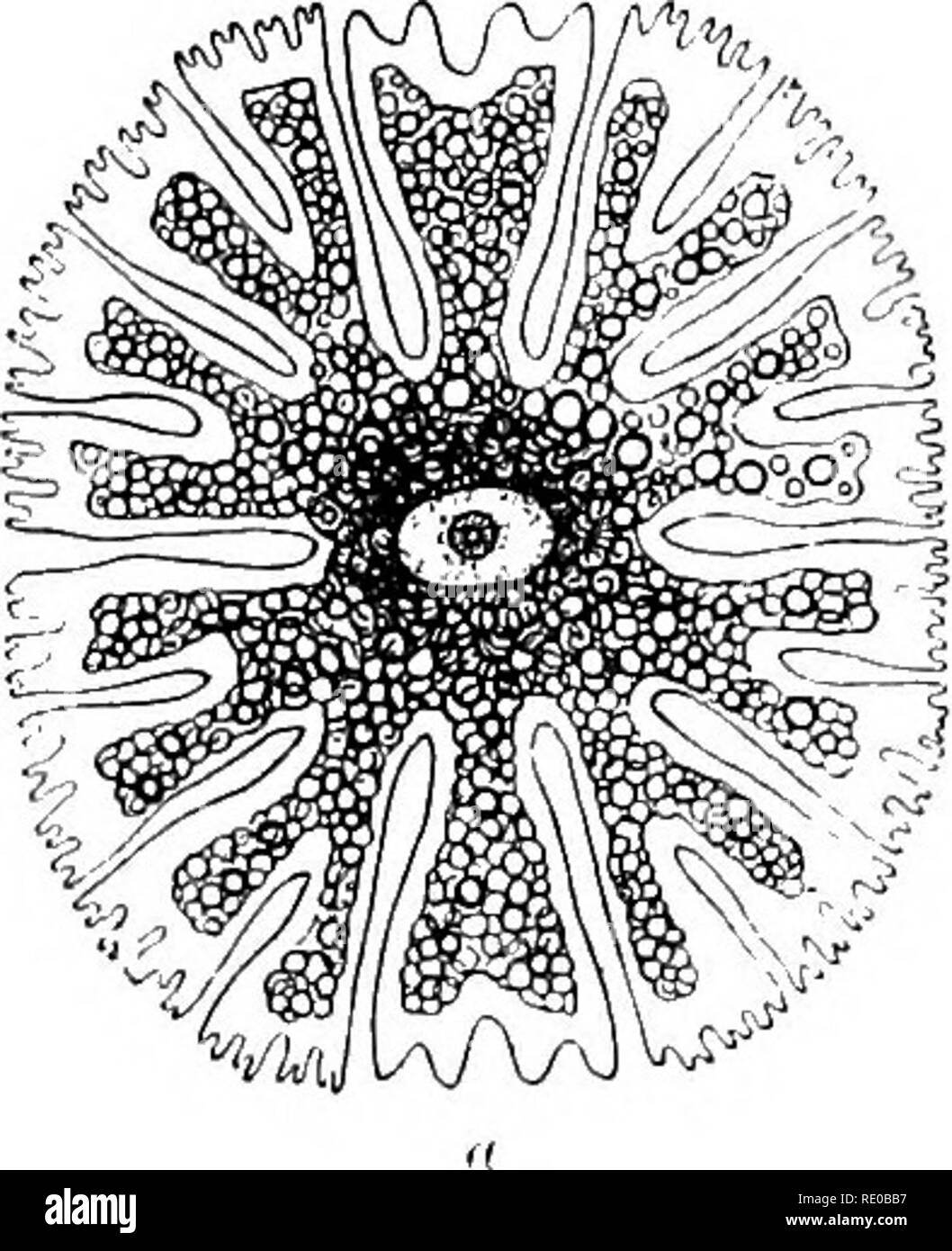 . Physiologie générale ; un aperçu de la science de la vie. Fig. 18.-a l'ovule de l'ovaiy d'une mer-ui-menton. (Après Hertwig.) 6-cellules de l'épiderme, la grenouille. de l'homme, le cerveau et la moelle épinière, qui donnent origine à des fibres nerveuses-, possèdent des processus constant qui apparaissent exactement comme les. Fig. 19.-ft, Euastmiii, une algue unicellulaire du groupe de l'Vrayaidictceai. (Après) 6. Haeckel, cellules ganglionnaires de la moelle épinière humaine. (Après Gegenbaur.) :, Cell-corps ; /j, nerf-process (processus) de l'axe du vérin de pseudopodes. ihizopod de nombreuses cellules (Fig. 19, V). D'autres cellules, les cellules ciliées, ont Banque D'Images