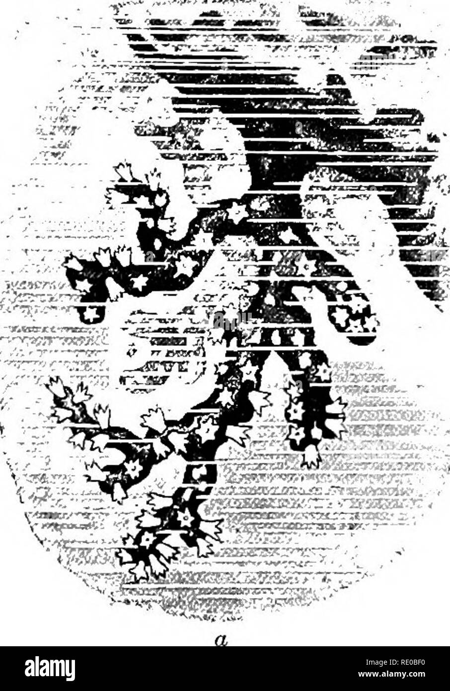 . Physiologie générale ; un aperçu de la science de la vie. 58 physiologie générale cellule vivante sous le microscope, serait une personne. Une telle particule, cependant, ne peut être tenu pour un quand il s'est vu comment chaque minute ma^s de substance vivante, qui n'a pas la valeur de la cellule, tôt ou tard, invariablement périt. La capacité d'auto-préservation peuvent donc être ajoutés à la conception de l'en- dividual et ces derniers peuvent être définis comme suit : un en bio- dividual est une masse unitaire de substance vivante luhich sous des conditions essentielles de l'extérieur est capable d'auto-preservat Banque D'Images