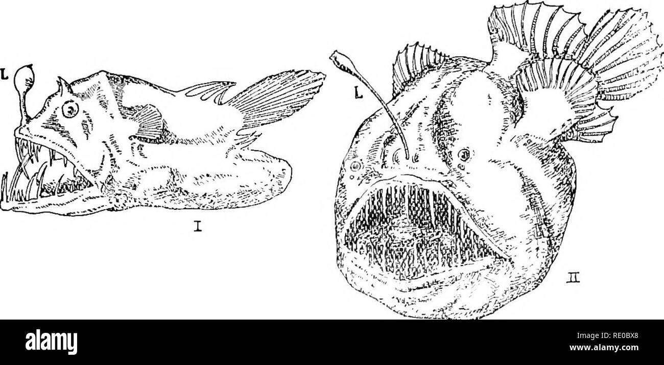 . La merveille de la vie. Biologie ; histoire naturelle ; Zoologie. La vie de 95 à bon compte comme un moyen d'attirer les insectes, personne n'a jamais prétendu tout utilitaire dans la magnifique couleurs de l'automne bois. Elles sont le résultat d'une très importante aux processus physiologiques, mais ils ne sont pas eux-mêmes d'utilisation ; et il en va sans doute de même des rouges et d'autres tonalités lumineuses de nombreux animaux abyssaux. Un autre problème général - le plus grand de tous, est soulevé par le fait que de nombreux animaux grands fonds sont très étroitement liés à la côte d'animaux, à l'essentiel. Fig. 32.-deux poissons de grands fonds. L, Banque D'Images