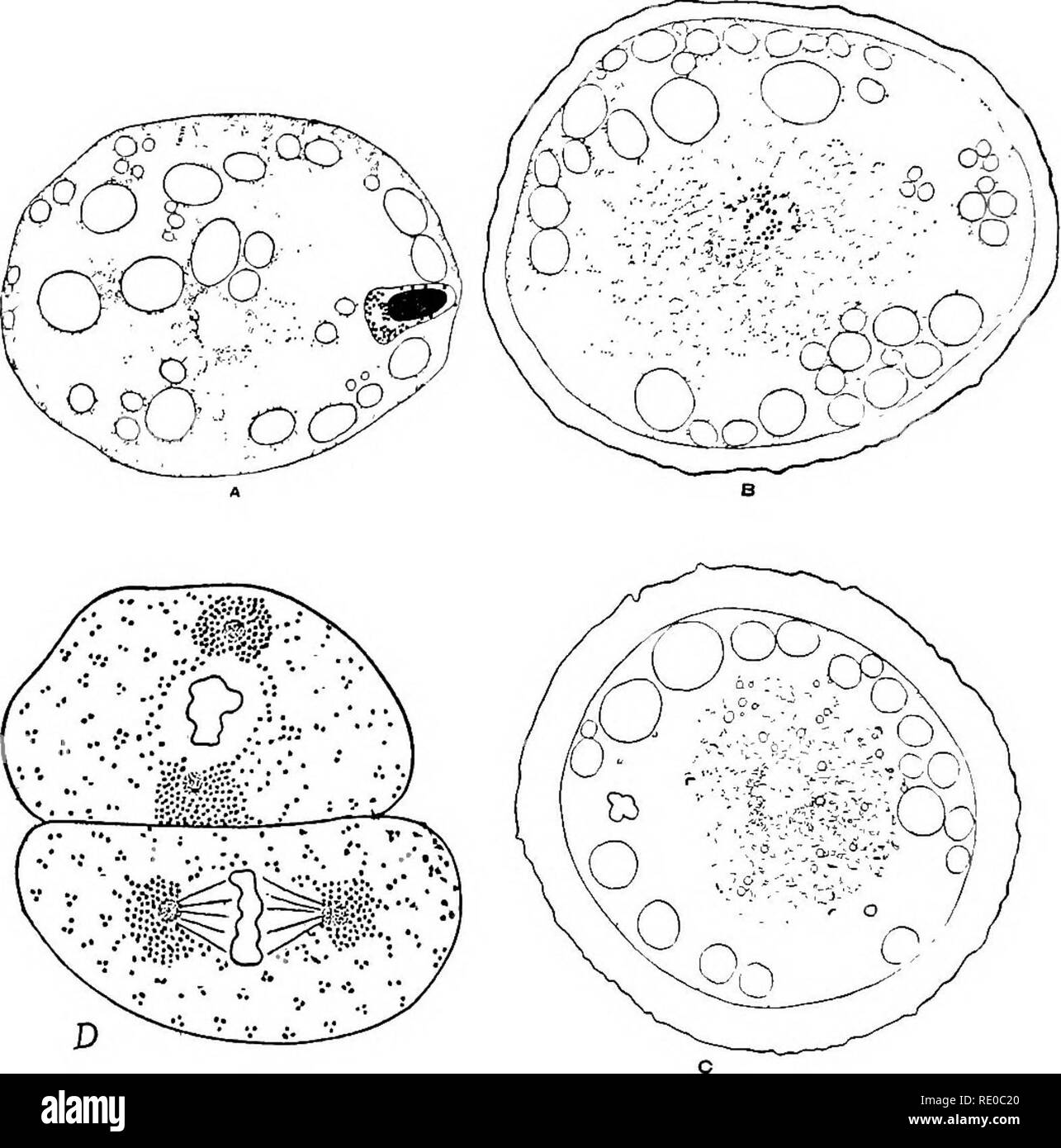 . Le cycle cellulaire chez les animaux . Les cellules. 284 GERM-CYCLE CELLULAIRE CHEZ LES ANIMAUX le cycle cellulaire des cellules germinales mâles, en particulier chez les mammifères, les mollusques et les insectes, et semblent être continue d'une génération de cellules à l'autre. Au cours. Fig. 79. - Comportement des mitochondries lors de la fécondation et début du clivage de l'oeuf d'Ascaris. A. Oeuf dans lequel un sperma- tozoon a pénétré. B, C. Le mélange des mitochondries du spermatozoïde et de l'oeuf. D. Phase de la première Division deux blas- tomeres. {Après Meves, 1911 et 1914-) la mitose le plastosomes se situent à l'extérieur de l'axe (Fig. 79, D) ; ils peuvent Banque D'Images