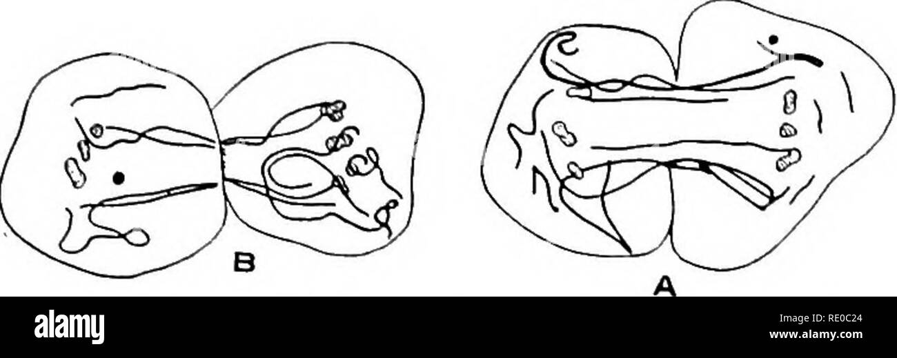 Mitochondrial Banque d'images noir et blanc - Alamy Mitochondrial Banque d'images noir et blanc - Alamy