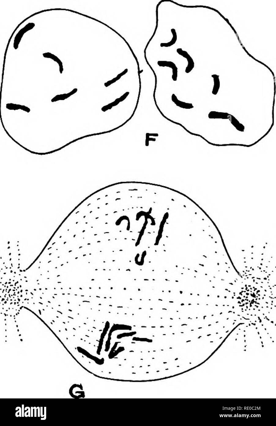 . Le cycle cellulaire chez les animaux . Les cellules. Fig. 73. - Nigrovenosa Rhabditis. Étapes de la maturation, la fécondation, et le décolleté. A. Ovogonie avec 12 chromosomes. B. Deuxième division. miaturation Deuxième globule polaire pronucleus et chacun avec six chromosomes. C'te spermatocj primaire. D. Division de spermatocyte primaire. E. Deuxième division spermatocytes ; un chromosome retardé. F. deux spermatozoïdes chacun avec six chromo- somes. G. de la fusée de clivage egg montrant deux groupes de chromo- somes ; une avec six contribué par l'œuf, l'autre avec cinq contribué par le sperme. {Après Schleip, 1911.). Pl Banque D'Images