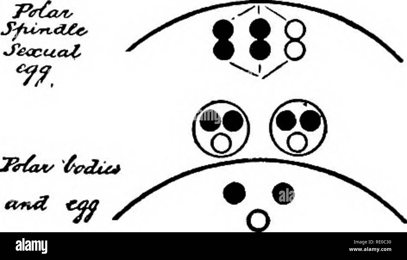 . Le cycle cellulaire chez les animaux . Les cellules. 268 GERM-CYCLE CELLULAIRE CHEZ LES ANIMAUX D'où les spermatozoïdes il vous suffira de lancer le développement. Le cycle de chromosomes Rhabditis nigrovenosa a été étudié par Boveri (1911) et Schleip (1911). rHYLLffXERA CAKYJECAVLTS • o 9 o o'n o C : : =&gt ; ^ : : : ?. O O O • •^ Seoiua" : "J/^ J£i/f/ ^^ ^^^ffta fc t/o. Veuillez noter que ces images sont extraites de la page numérisée des images qui peuvent avoir été retouchées numériquement pour plus de lisibilité - coloration et l'aspect de ces illustrations ne peut pas parfaitement ressembler à l'œuvre originale.. Hegner, Robert William, 1880-1942. New York Banque D'Images