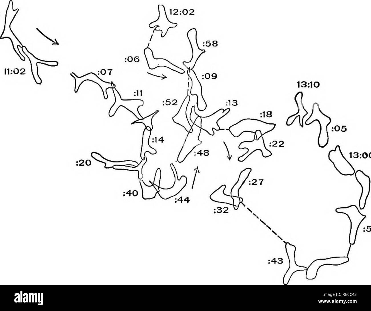 . La morphologie expérimentale. Protoplasme ; la croissance. §4] DIRECTION DE LA LOCOMOTION 279 )0:5S. Fig. 72.-dessin de l'appareil photo, montrant les positions successives assumées par Amceba proteus quand suite à des agents extérieurs de façon uniforme dans toutes les directions. Mag- nified 16 diams.. Veuillez noter que ces images sont extraites de la page numérisée des images qui peuvent avoir été retouchées numériquement pour plus de lisibilité - coloration et l'aspect de ces illustrations ne peut pas parfaitement ressembler à l'œuvre originale.. Davenport, Charles Benoît, 1866-1944. New York, The Macmillan Company, Londres, Macmillan & Co., Ltd ,. Banque D'Images