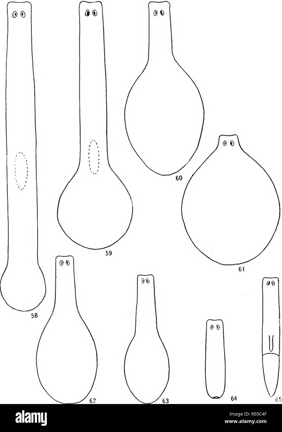 . La sénescence et rejuvenescence. L'âge ; la reproduction. La NUTRITION DANS LA SÉNESCENCE ET REJUVENESCENCE 171 animal entier de petite taille par le développement d'une nouvelle extrémité postérieure et un pharynx (Fig. 65), et est à nouveau en état de nourrir et répéter. Fig. 58-65.-Planaria velata : un cycle de vie sans reproduction : Fig. 58-61, les changements d'âge avancé ; fig. 62-65, ^^^ rejuvenescence. période de l'histoire de la vie. Mais dans d'autres cas, le changement de forme se poursuit jusqu'à ce que la tête reste actif, comme en Fig. 61, puis. Veuillez noter que ces images sont extraites de la page numérisée des images qui peuvent avoir b Banque D'Images