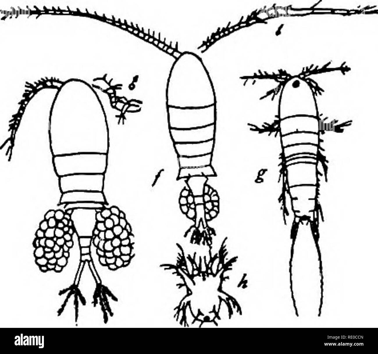 . La vie d'eaux intérieures ; une école primaire du texte livre de biologie d'eau pour les étudiants américains. La biologie d'eau douce. J88 les organismes aquatiques Fig. 94. Un {Dostracodes Cypris virens), vue latérale et dorsale, (après Sharpe.) Certains ostracodes sont libres- piscine (espèce de Cypris, etc.) et quelques {Notodromas) hanter la surface en été ; mais la plupart sont des formes rampantes qui vivent parmi des plantes de l'eau ou qui s'enfouissent dans le fond de l'exsudat. Dans les piscines où de tels aliments comme les algues et les plantes en décomposition abondent d'Ostracodes foire swarm, et apparaissent comme une multitude de petites taches en mouvement lorsque nous regardons vers le bas dans l'eau calme. Re Banque D'Images