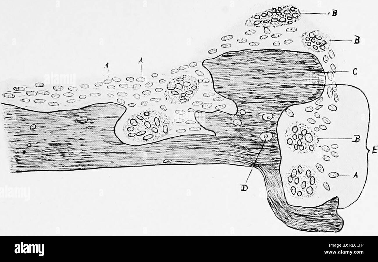 Le Groupe Spavin De Boiteries Spavin Chevaux Le Sapin Xiv Proximeil Extremite Du Tibia Montrant Une