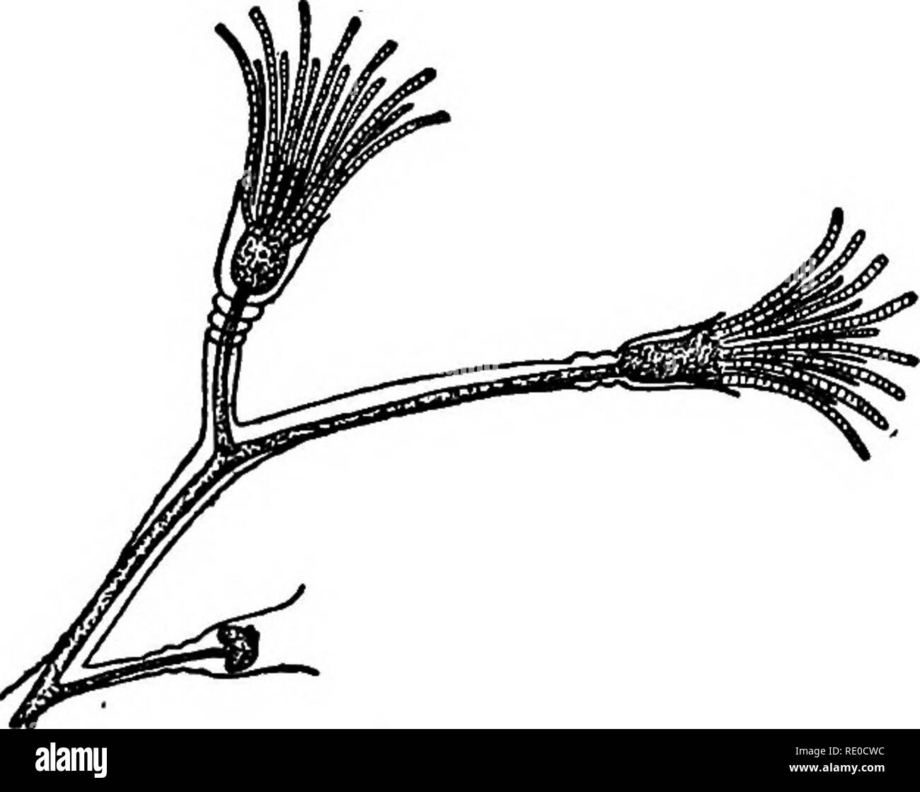 . L'organisme dans son ensemble, à partir d'un point de vue physicochimique. Biologie ; Mendel's law. j78 allé régénération afin d'hydrolyse à remettre la substance nutritive pour la nouvelle tête et la queue, depuis la pièce ne peut pas prendre n'importe quelle nourriture de l'extérieur avant qu'une bouche est formée. Ces phénomènes de l'autodigestion-le processus lui-même sera discuté dans le dernier chapitre-semblent se produire dans de nombreuses (si pas tous) des phénomènes de régénération. Il se peut que la collecte des cellules rouges à la fin dans un tubu- larian où regen- tion est sur le point de commencer a à voir avec la fourniture de matériel par l'auto- digestion, tr Banque D'Images