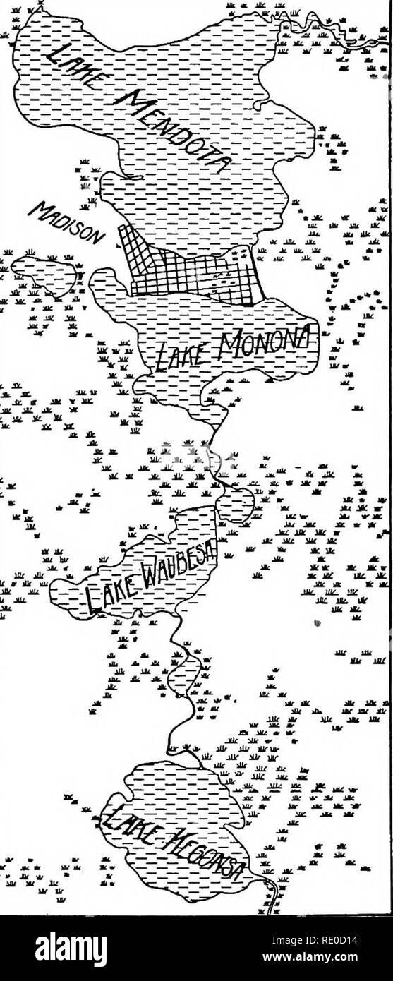. La vie d'eaux intérieures ; une école primaire du texte livre de biologie d'eau pour les étudiants américains. Biologie des eaux douces. 66 Types d'environnement aquatique des lacs de la vallée de Yahara dans le sud du Wisconsin sont d'un autre type. Ils occupent de vastes bassins peu profonds, formé par le dépôt d'obstacles de dépôts glaciaires dans le cours de l'préglaciaire Rivière Yahara. Leur sortie est à travers la roche dans la rivière Missis- sippi. Leurs rives sont en retrait, avec de nombreuses baies et bordée par des marais ex- tensively. La plaine environnante est parsemée de collines arrondies, faible de certains qui se dressent dans le wate Banque D'Images