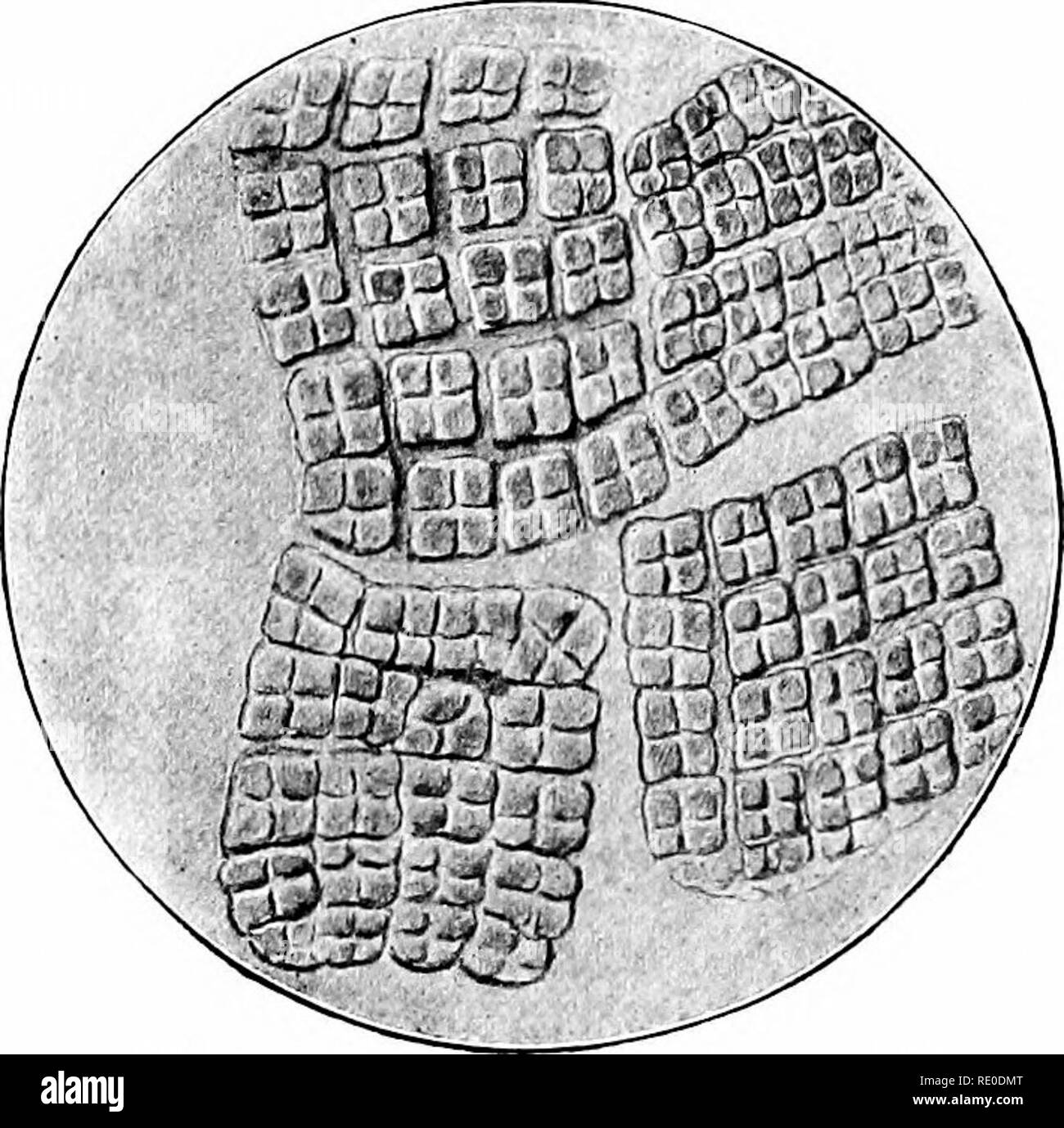 . Les méthodes bactériologiques dans les aliments et drogues laboratoires : avec une introduction aux micro-méthodes analytiques . Bactériologie ; alimentation ; les drogues. 228 méthodes bactériologiques l'Arménie. Les organismes actifs dans l'effervescence sont un bacille qui semble être identique avec le Bacille et siibtilis diiierent aussi plusieurs sortes de bactéries lactiques. II. Leban.-cette boisson aromatique aigre est très étroitement similaires à mazun et est fait de la bouillie, buffalo de vache et lait de chèvre. Il est d'origine égyptienne. C'est dire qu'il contient moins d'alcool que n'képhir. Leban est due à une fermentation qui streptobacillus coag Banque D'Images