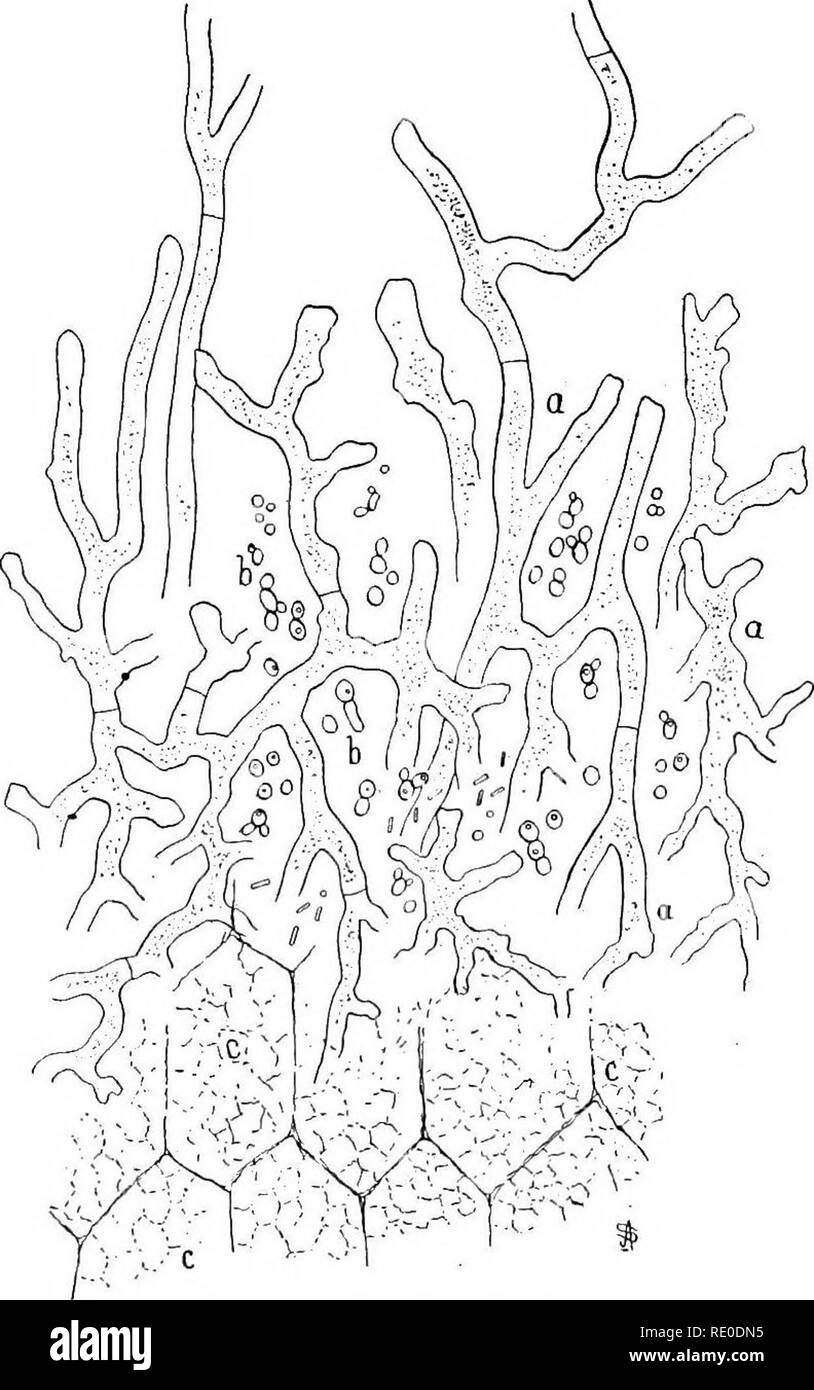 . Les méthodes bactériologiques dans les aliments et drogues laboratoires : avec une introduction aux micro-méthodes analytiques . Bactériologie ; alimentation ; les drogues. Vin Vin et saké 223 est en réalité un processus normal et qui doit s'attendre à se développer dans les conditions ordinaires. Cependant, il est plus souhaitable de retarder ou contrôler ce processus autant que possible.. Fig. 77.-Sake. Des cellules de riz cuit à la vapeur (c) attaqué par le champignon Aspergillus (Oryza). Le champignon change l'amidon en saccharine substances. Les levures et bactéries sont habituellement associées à l'alimentation des hyphes de champignons à la saccharine substances formées. 4. Sak Banque D'Images
