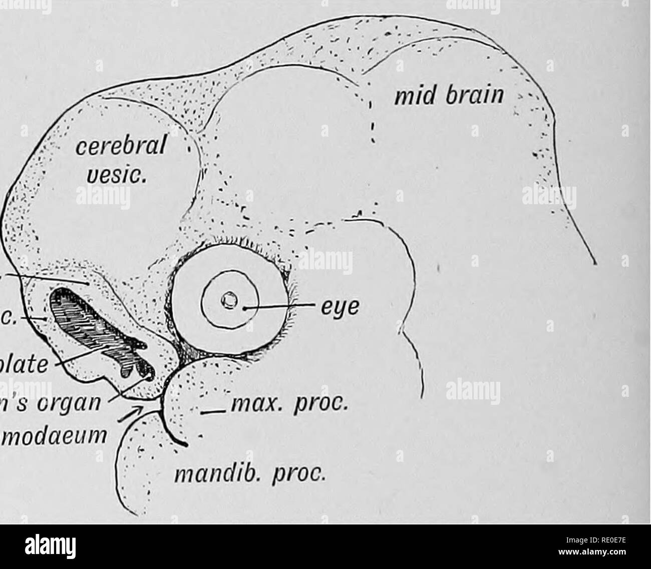 La Photo Qui Tue Chapitre 1 Les droits de l'embryologie et de morphologie. L'embryologie, l'homme ; la  morphologie. Le chapitre II. Les cavités nasales et OLFACTOEY STEUCTUEES.  En retraçant le développement de structures soumises au sens de