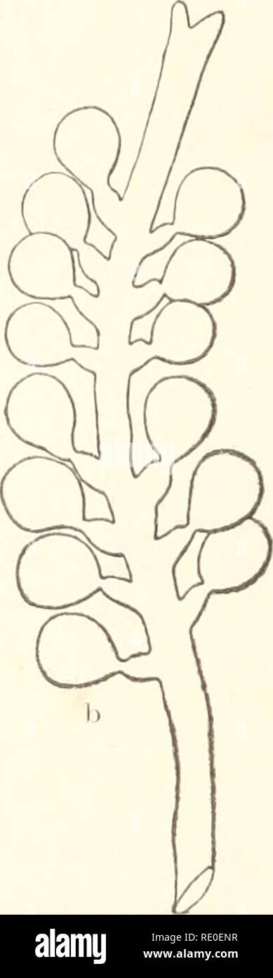 Caulerpa Lentillifera Banque D Image Et Photos Alamy