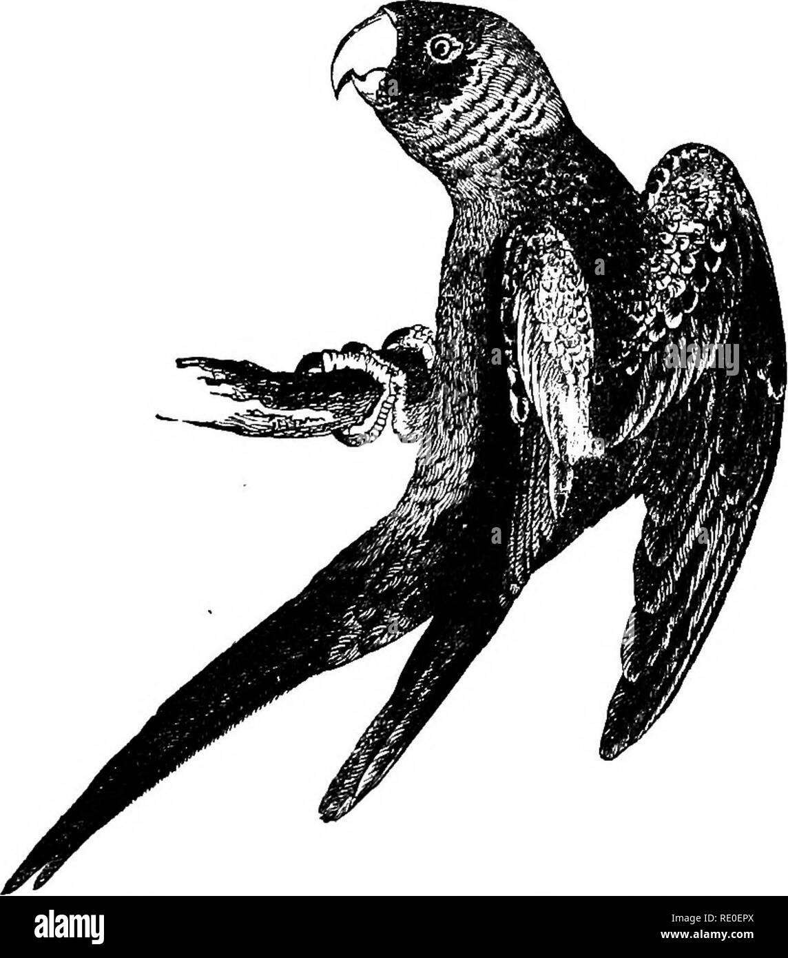 . Zoologie pour les lycées et collèges. Zoologie. Les OISEAUX DE tlitiY. Â 549 les souris et autres petits animaux nocturnes, de l'éjection de l'embouchure d'une boule de l'indigeste des parties de leur repas. La petite chevêche des terriers des plaines de l'ouest {hypogma Spheotyto cunicularia, var.) conjoints avec les chiens de prairie et les crotales, nichant dans les trous lorsque désertes. Leurs teintes ternes, rouillé par l'assimilation avec la couleur du sol qu'ils habitent. Notre plus grand hibou est la chouette lapone {Syr- cinereum plutonium) ; c'est près de f m (2 pieds) de longueur, et. Fig. 473 âCarolina Parroqnet âProm..Tenney's Zoologie est. Banque D'Images