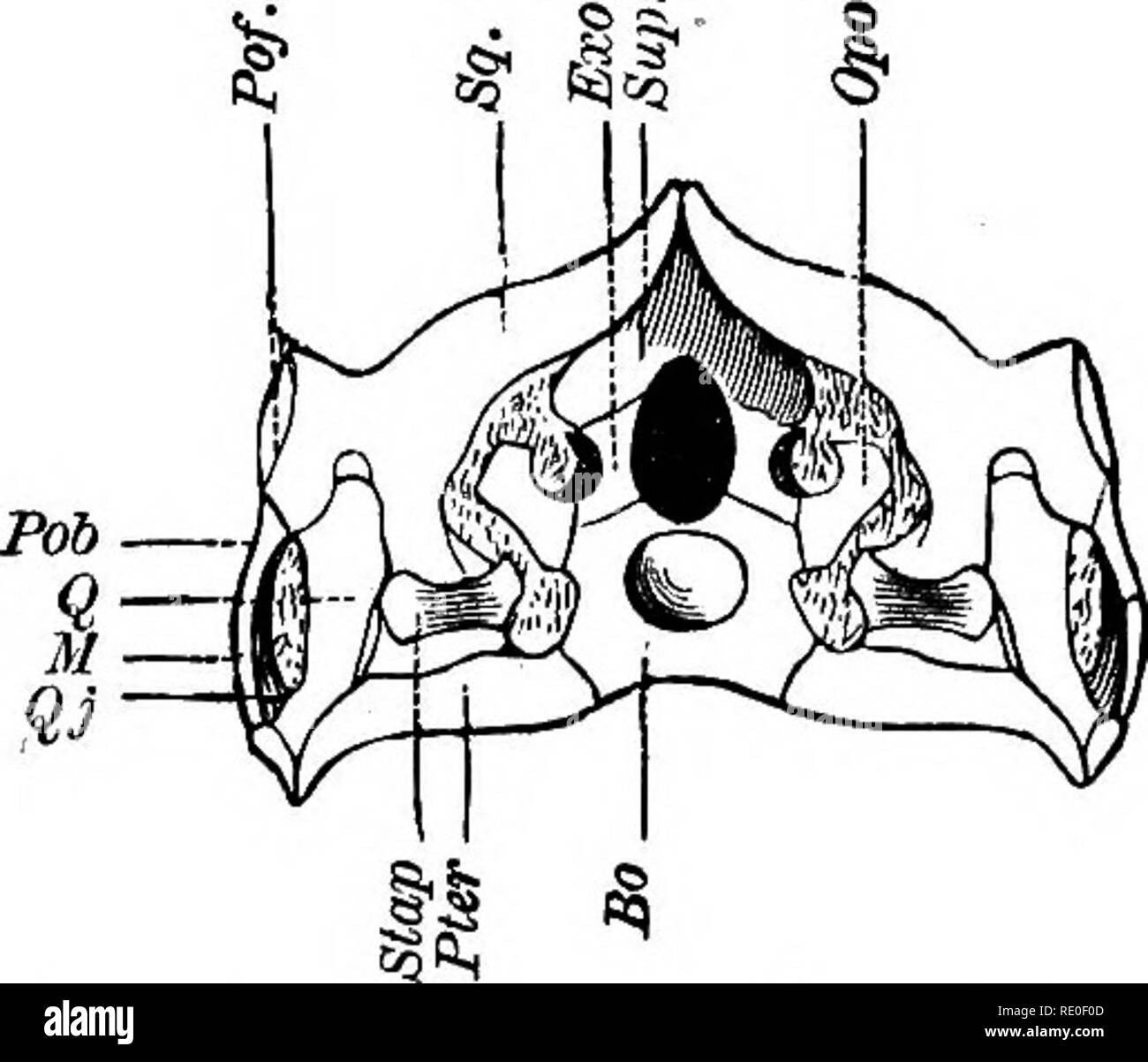 . Zoologie pour les lycées et collèges. Zoologie. Fig. 448.-crâne d'ichtyosaure ; vue latérale. Prnx, premaxlllary ; l'os maxillaire, Mx ; N, nasal ; Fr ; frontal, préfrontal, Prf ; Pof, postfrontal ; Pa, je pariétal lacrymale, ; M ; malar, QJ, quadratojugal ; Q, quadrangulaire ; Pob, postorbitaire ; Sg, squamosales ; D, os dentaire ; Ang, angulaire ; AH, ; articulaire 8. Ar, subarticular ; Pter ptérygoïde.-Après faire face. le chef était très grande, le cou très court, et les orbites sont énormes ; l'vertebrse ont été remarquablement courte et bi- ^ le contre-batteur. Ils ont été carniv- orous, puissant et nager, et en commun tho ju- Banque D'Images