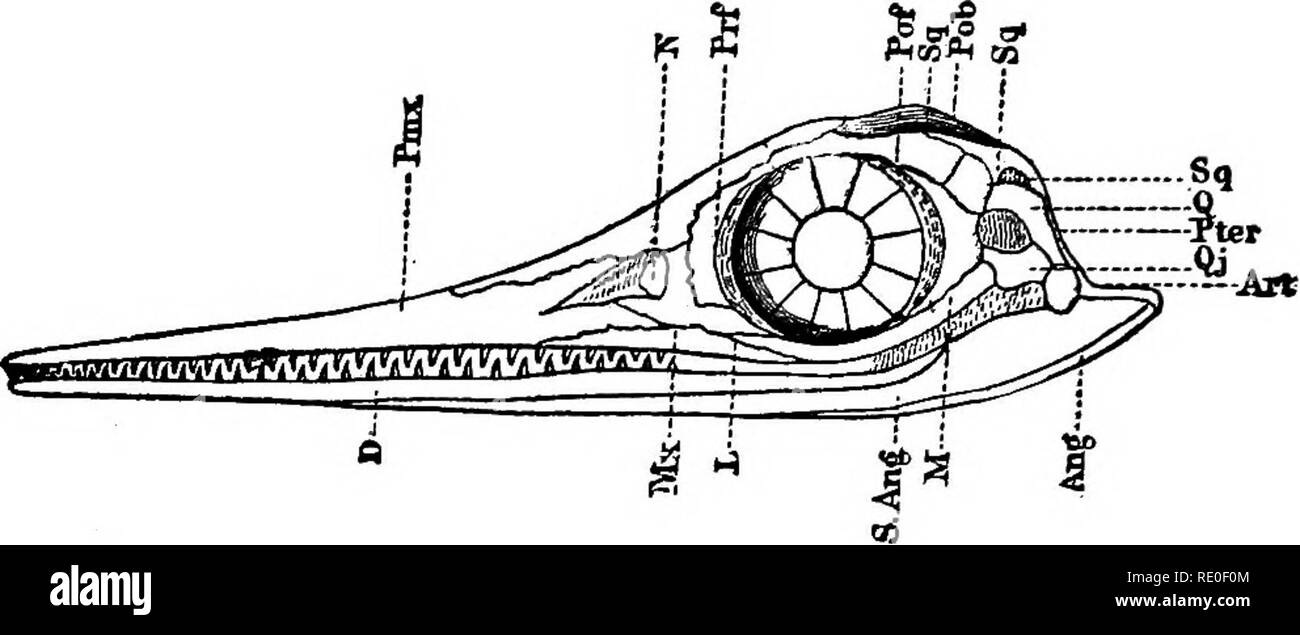 . Zoologie pour les lycées et collèges. Zoologie. 513 ZOOLOOT. Les Ichtyosaures étaient des reptiles colossal de deux à treize mètres (six à fortj pieds) de longueur, nager dans l'océan par quatre membres de pagaie comme composé de 6 rangées d'os numérique. Fig. 448.-crâne d'ichtyosaure ; vue latérale. Prnx, premaxlllary ; l'os maxillaire, Mx ; N, nasal ; Fr ; frontal, préfrontal, Prf ; Pof, postfrontal ; Pa, je pariétal lacrymale, ; M ; malar, QJ, quadratojugal ; Q, quadrangulaire ; Pob, postorbitaire ; Sg, squamosales ; D, os dentaire ; Ang, angulaire ; AH, ; articulaire 8. Ar, subarticular ; Pter ptérygoïde.-Après faire face. e Banque D'Images