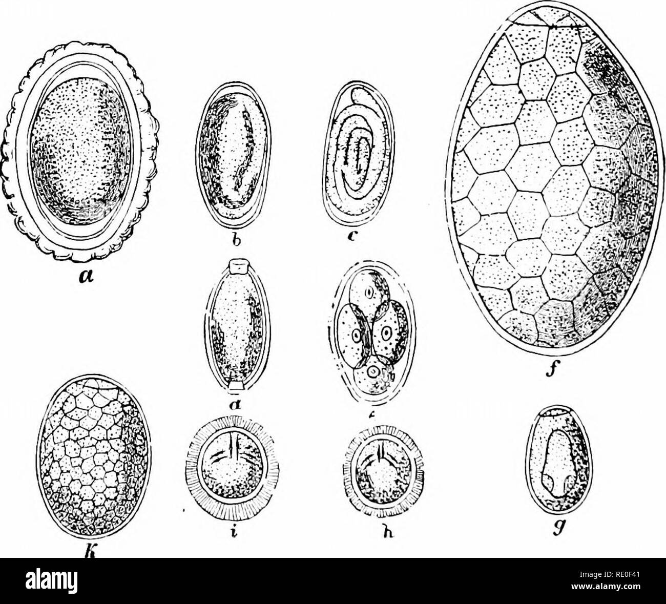 . Un manuel de zoologie. Zoologie. ^« ^S rs dr cif Fig 244 -Twnia de proglottis saginata, près de l'échéance. (Modifier Sommer.) cb, cirrus gaine ; d", vitellarium pore génital, fc ; ; A', Xepli ; cordon nerveux, canal excréteur ; ov, ovaire ; rs, receptaculum seminis, SDR, shell gland ; t, les testicules ; u, utérus, VD, canal déférent.. La FiQ. 245.-EgKw de parasites de l'intestin humain, agrandie 400 diamètres. (À partir de Lcvickart.) a, A.-^iinnbrtcoUies charrettes ; h, c, ( Kcifuyis vermiculart^.. ; d, Triclincephalns Dochniius ; e, dispar duodenalis ; / Distommit hepaiicum ; g, 3ème arr., lanceulatum ; ft, solium Tcenia ; i, T. saginata, fc ; Banque D'Images