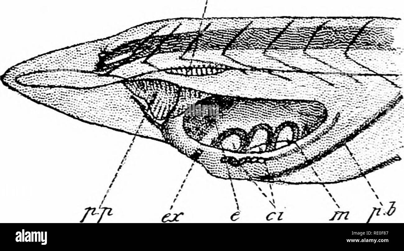 . L'amphioxus et l'ascendance de la vertébrés. L'amphioxus ; seringues de mer ; Hémichordés. 140 de l'amphioxus. DEVELOPMEXT niveau que précédemment (Fig. 82). La partie postérieure de la gorge de la fosse qui praeoral nous décrit dans la dernière étape, semble être la voie de la bouche pour rafraîchir l'intérieur vers le mur de droite du pharynx, qui, en fait, il a réellement commencé à faire. Encore à un stade ultérieur, correspondant à celui de la Fig. Â ]-, la forme de la bouche est devenue entièrement modifié (Fig. S3). Il a maintenant la forme d'un triangle dont l'apex dirigées vers l'arrière et la base en position verticale Banque D'Images