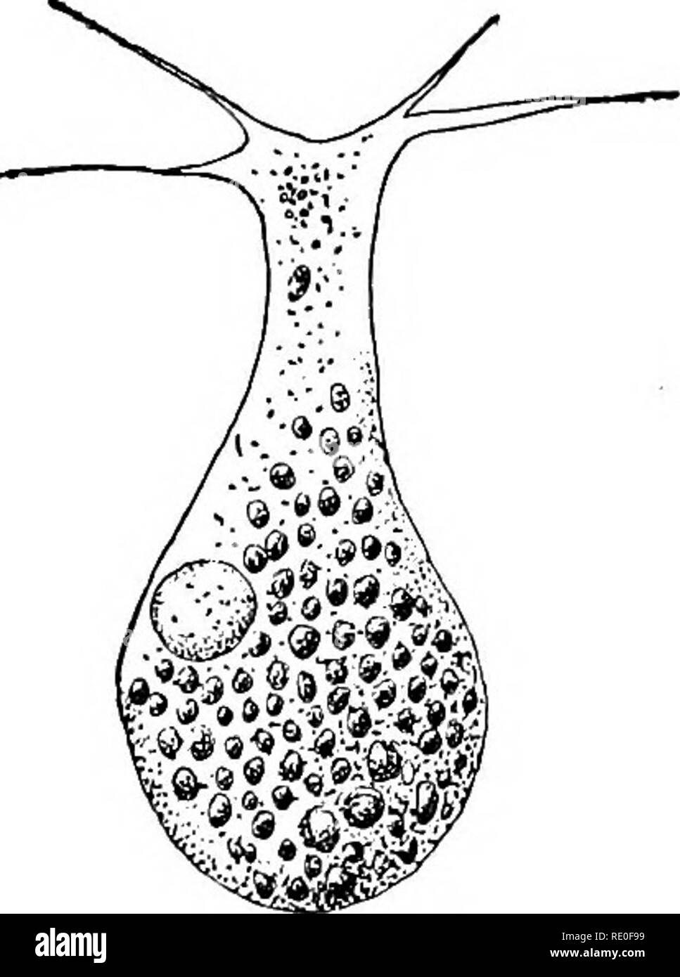 . Les protozoaires. Les protozoaires. INTRODUCTION 21 par Ehrenberg, mais curieusement interprété comme formes cilié (un faux- prendre corrigée seulement durant les vingt dernières années), ce qui a conduit Clapa- rede et Lachmann('S8), S. R. Bergh ('84), et Saville Kent ('81) pour ce qui concerne ces organismes, sous le nom de réponse cilio-flagellata, comme formes intermédiaire entre l'ciliata et l'Mastigophora ; (3) Cysto- Jlagellidia (Haeckel), y compris deux Noctihica Leptodisais genres, et, l'ancienne observée au cours de la dix-huitième siècle, ce dernier dis- par R. Hertwig ('72).. Fig. 7. - Deux formes assumées par l'agilis, Leptotheca Banque D'Images