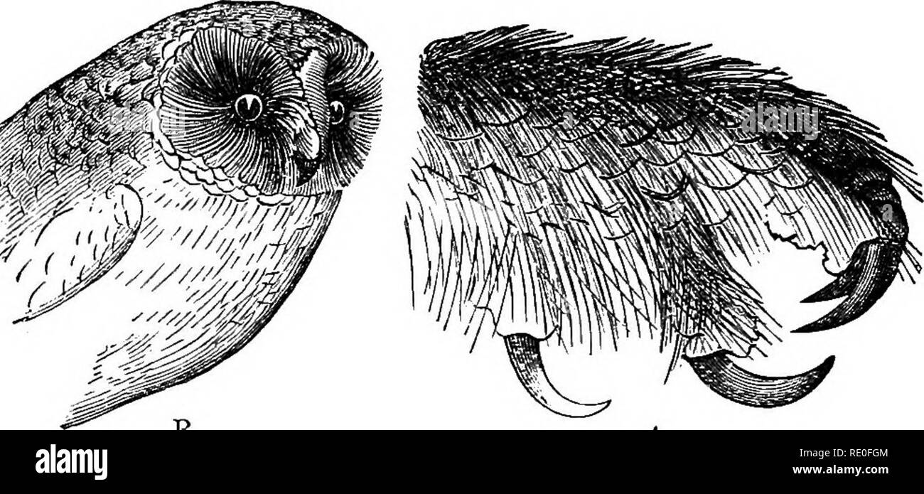 . Text-book de zoologie pour les écoles et collèges. Zoologie. VEKTEBEATE 278 animaux. Le jRaptores sont divisés en deux sections-^les rapaces nocturnes, qui, chasser la nuit, et les oiseaux de proie diurnes, qui chasse par jour. Dans la section précédente n'est que la seule famille des Ducs d'{Btrigidai), dans laquelle les yeux sont grands, et sont dirigés vers l'avant, tandis que le plumage est plus doux et de plus en plus lâche, de manière à rendre leur vol- bruit presque moins. Les hiboux (Fig. 138) chasser leurs proies dans le crépuscule ou sur les nuits de lune, et ils vivent principalement sur iield-souris et de petits oiseaux, mais ils ne seront Banque D'Images