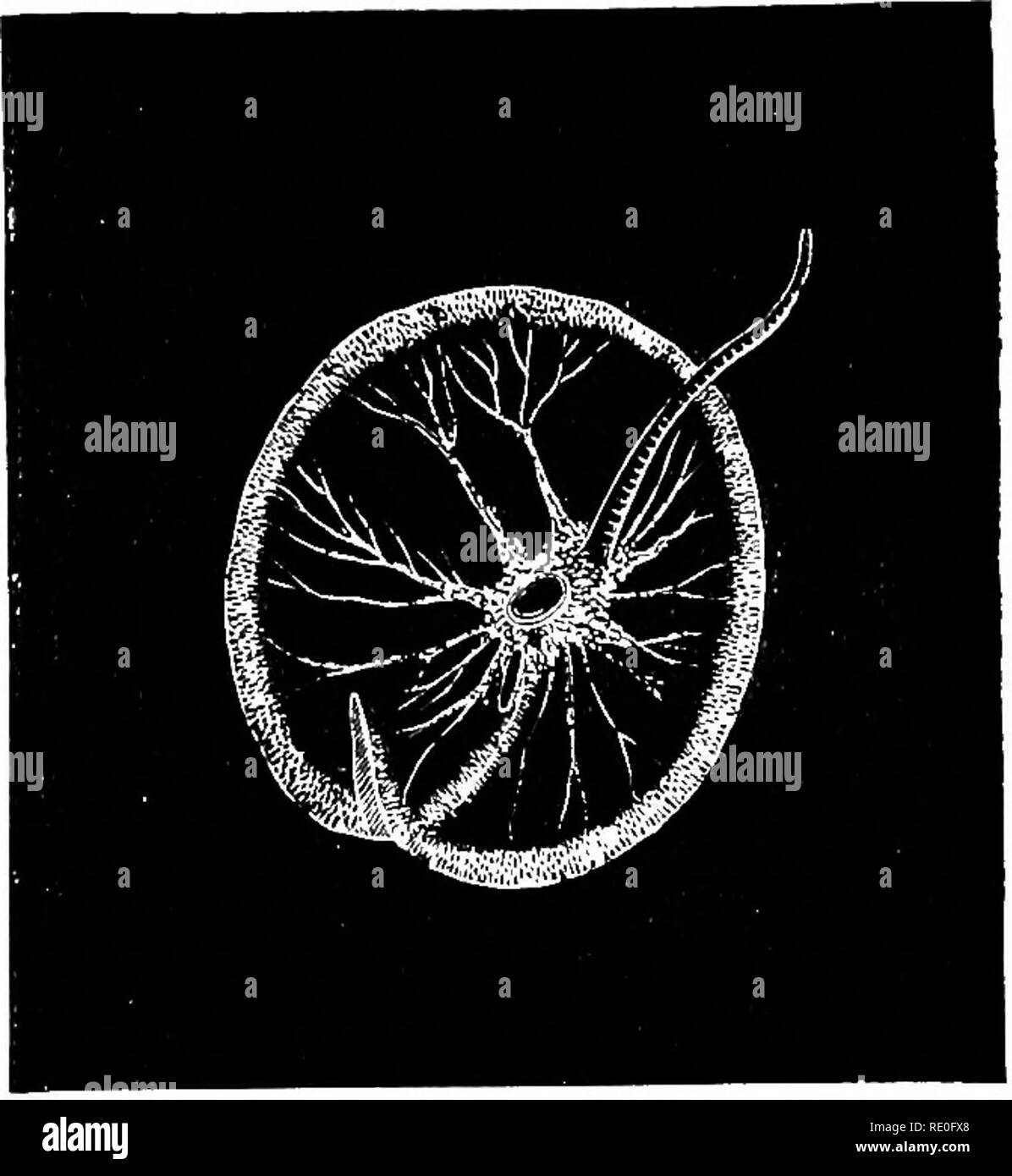 . Physiologie générale ; un aperçu de la science de la vie. Des STIMULI ET LEURS ACTIONS 371 qu'elle existe, ou après avoir été transférée à l'eau douce. Les diverses bactéries lumineux, qui produisent, par exemple, la luminosité de la mer-poissons, se comportent de la même façon. Enfin, la substance vivante des nerfs et des cellules-ganglionnaires peuvent être excités par des stimuli chimiques. L'excitation dans la sub- stance lui-même n'est pas visible sans des méthodes spéciales ; mais l'expression claire d'elle dans les nerfs moteurs est exposé dans la contraction des muscles fourni par eux. Si, c.(j., le nerf sciatique d'une grenouille être stimulée par son cen Banque D'Images