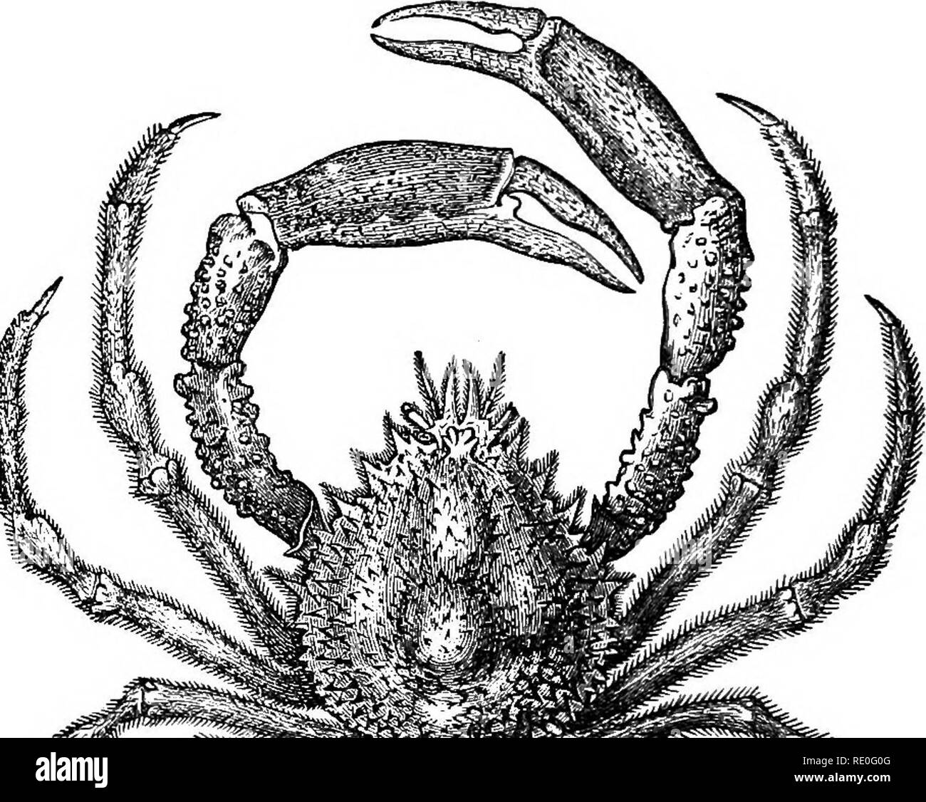 . Text-book de zoologie pour les écoles et collèges. Zoologie. 132 animaux invertébrés. Il peut modifier à volonté lorsque trop petit ou incohérences : venient. La première paire de pattes sont développés en amont plutôt puissante-claws ou chelse, et l'un d'eux est toujours beaucoup plus grand que l'autre, et agit comme une sorte de bouchon, le bloc- ment jusqu'à l'entrée de la coquille lorsque l'animal est rentré à l'intérieur. C.. Brachywa^- les crustacés décapodes inclus dans cette tribu sont connus comme les crabes, et ils tirent leur nom de Brachyura (irachus G., court, et oura, queue). J'^G. 51.-^Brachyura. Le spi Banque D'Images