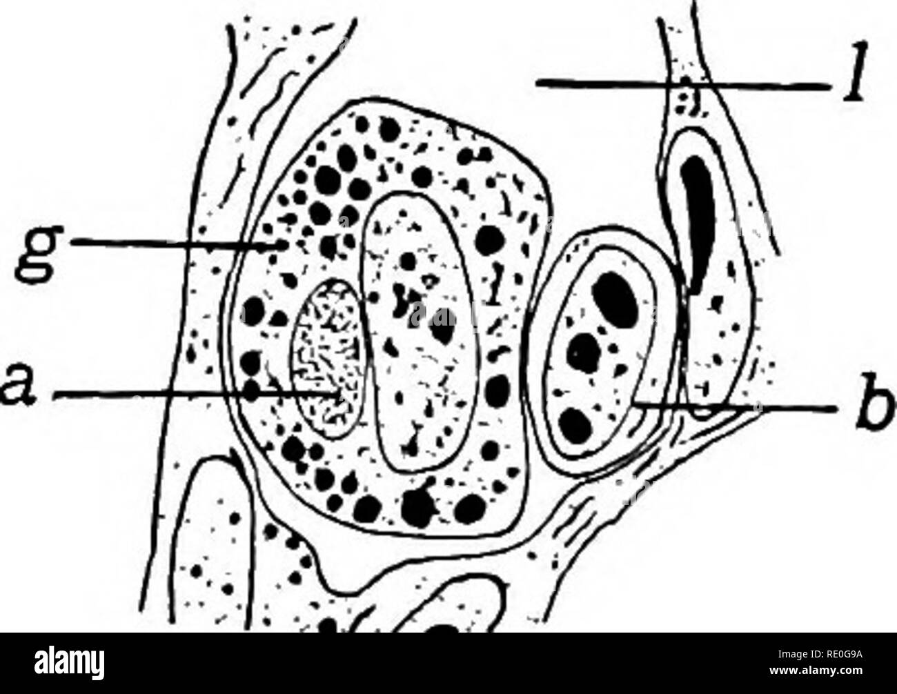 . Le cycle cellulaire chez les animaux . Les cellules.  %^ B D Fig. 31. - Cellules de vertébrés. A. De l'embryon du Teleost, Lophius, avec plasmosome ( ?) embossée dans le cytoplasme. {De Dodds, 1910.) B. L'un des quatre cellules germinales et les cellules somatiques d'un embryon de cobaye. {De Rubaschkin, 1912.) C. Les cellules de chick montrant " Netzapparat." (De von Berenberg-Gossler, 1912.) D. ceU Germinales Primordiales (g) et (6) de cellules sanguines dans lumen de vaisseau sanguin (I) d'un embryon de poulet, un somite  = attraction-sphère. {De Swift, 1914.) les couches (cercles), mais d'autres (en noir) restent dans une condition primitive Banque D'Images