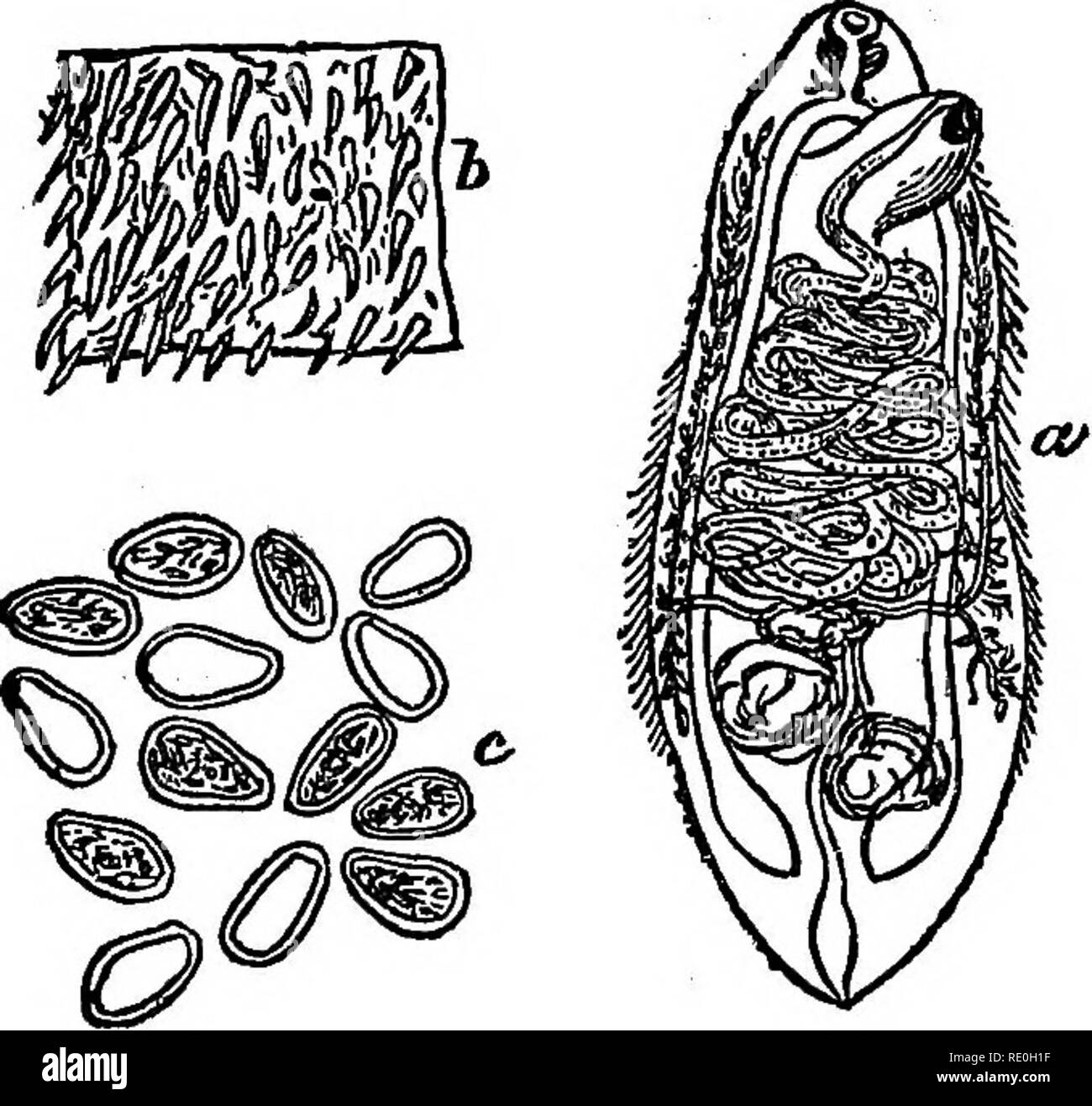 Parasites internes Banque d'images noir et blanc - Alamy
